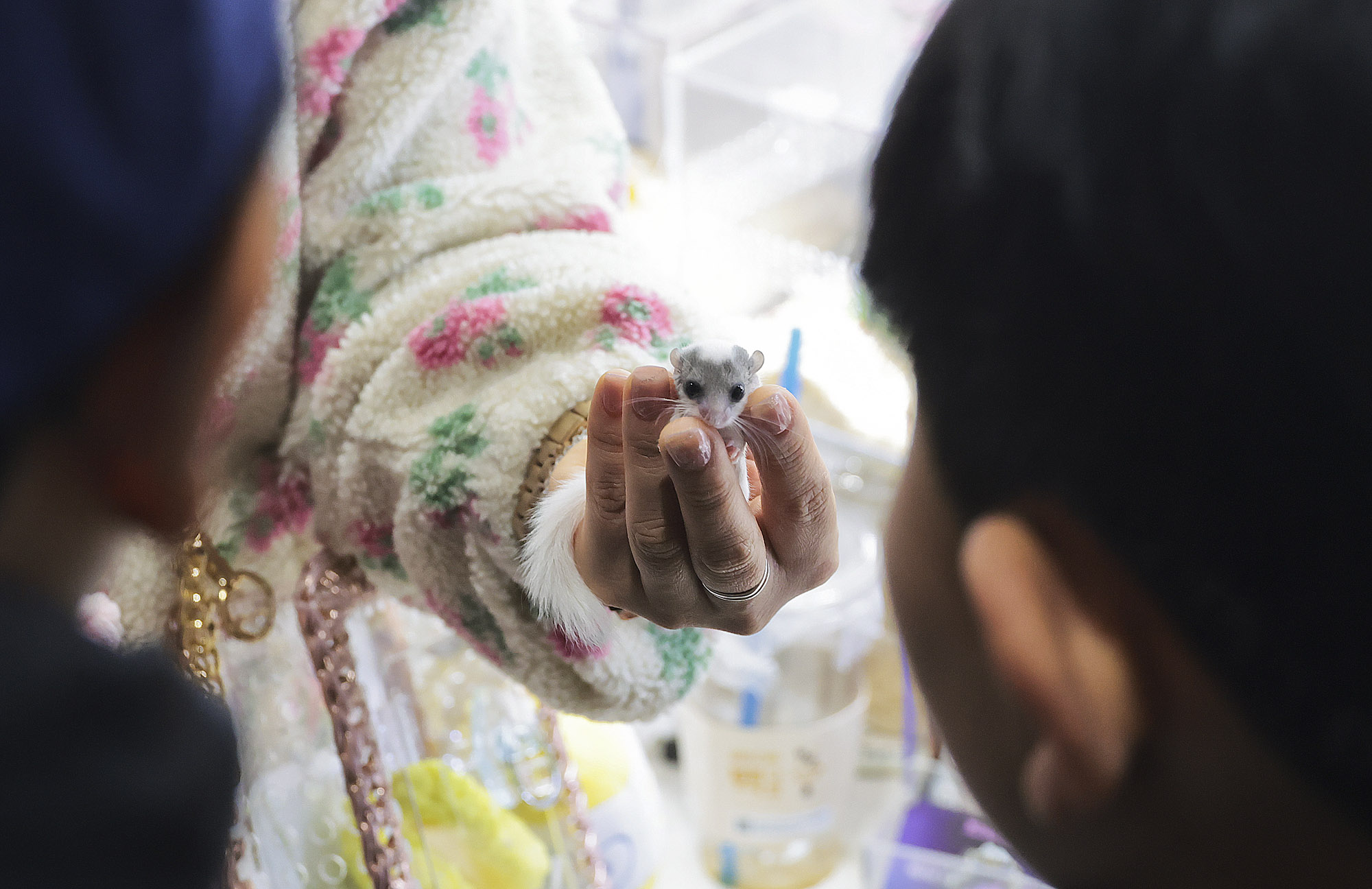 아쿠라이움;파충류;세텍