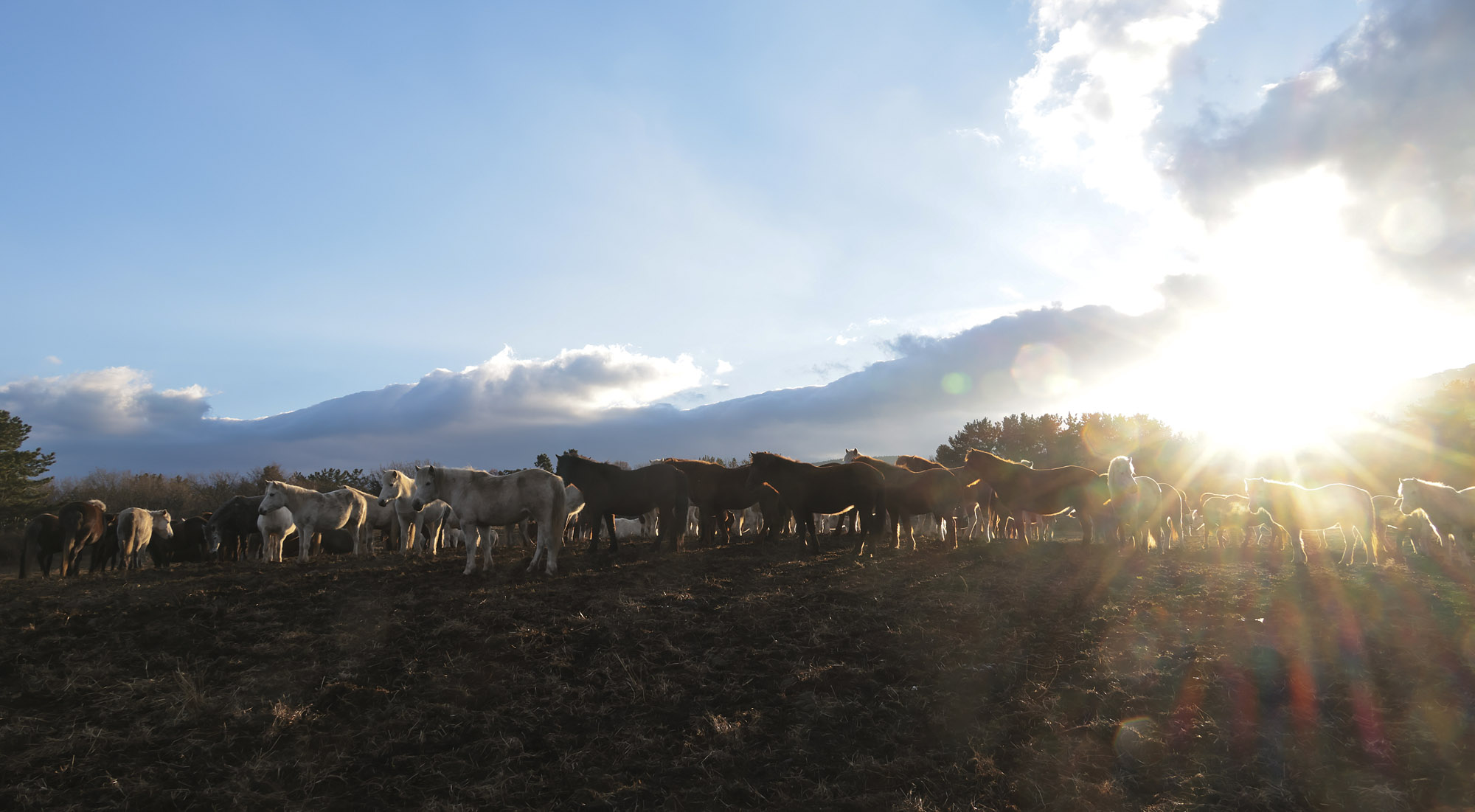 제주도;말;말띠;말의해;조랑말;제주종마;제주축산생명연구원