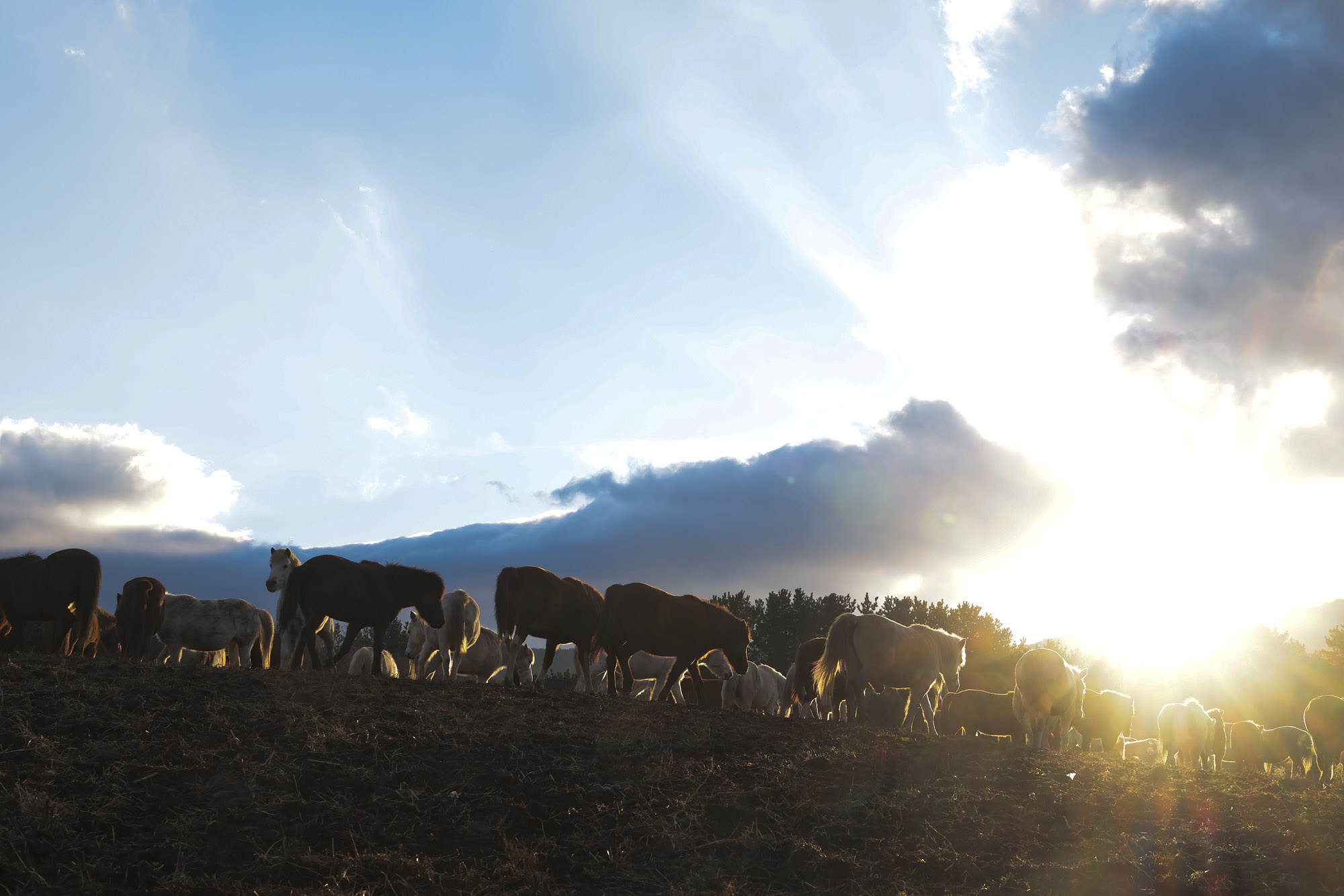 제주도;말;말띠;말의해;조랑말;제주종마;제주축산생명연구원
