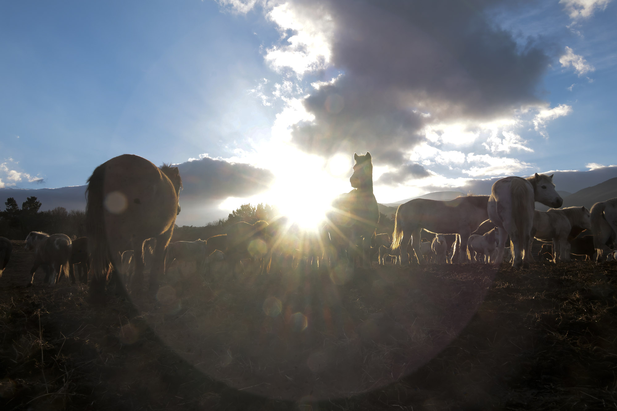 제주도;말;말띠;말의해;조랑말;제주종마;제주축산생명연구원
