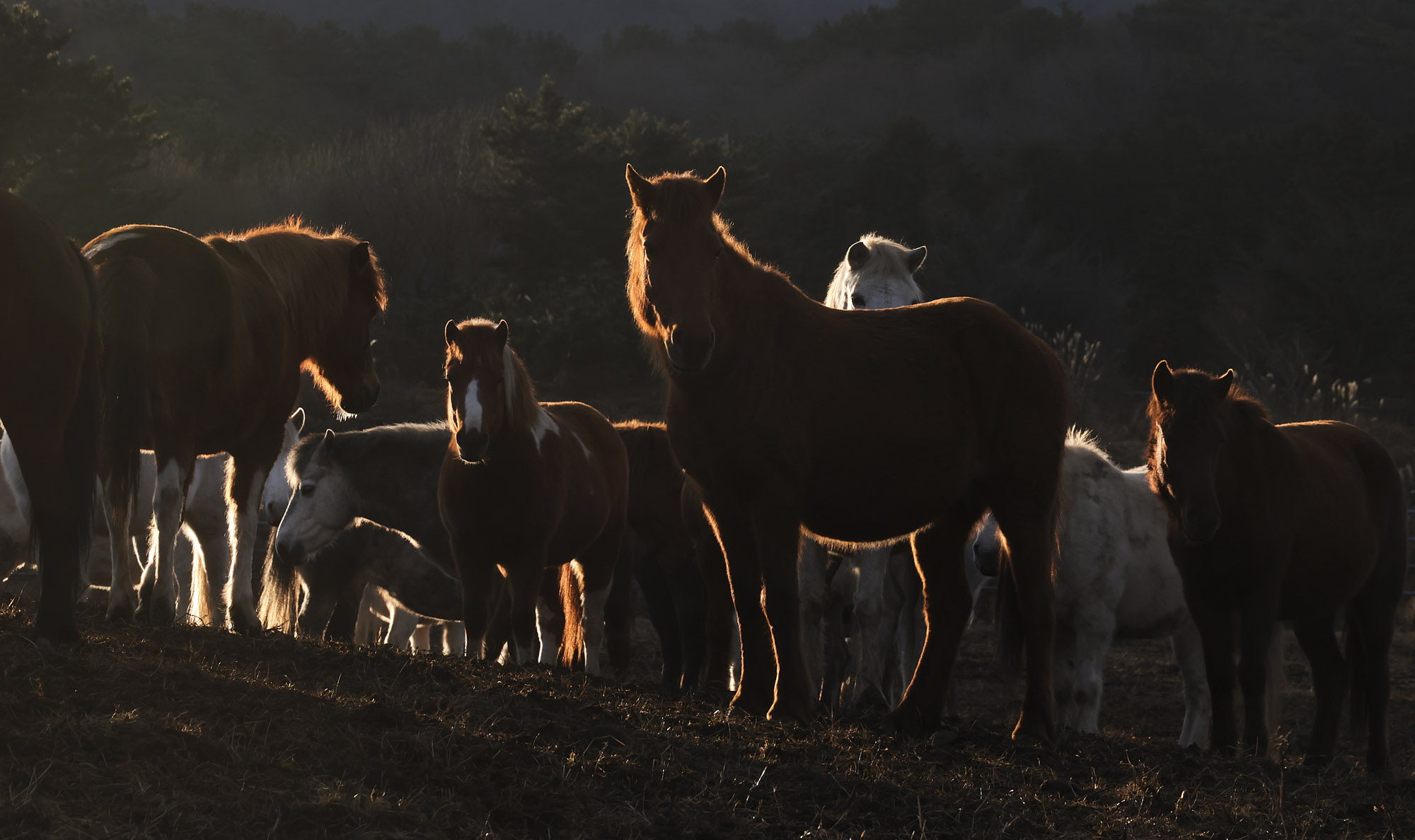 제주도;말;말띠;말의해;조랑말;제주종마;제주축산생명연구원