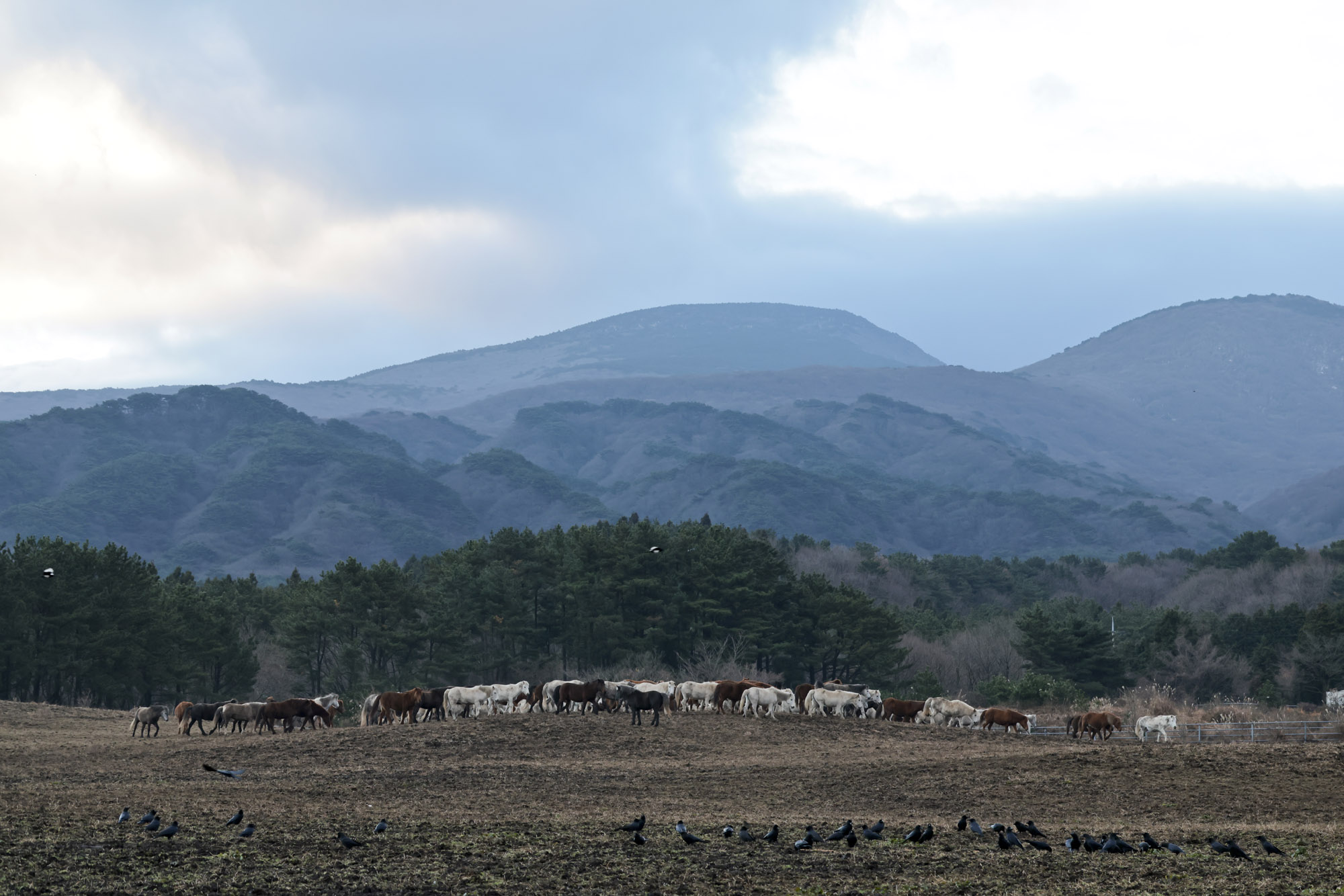 제주도;말;말띠;말의해;조랑말;제주종마;제주축산생명연구원