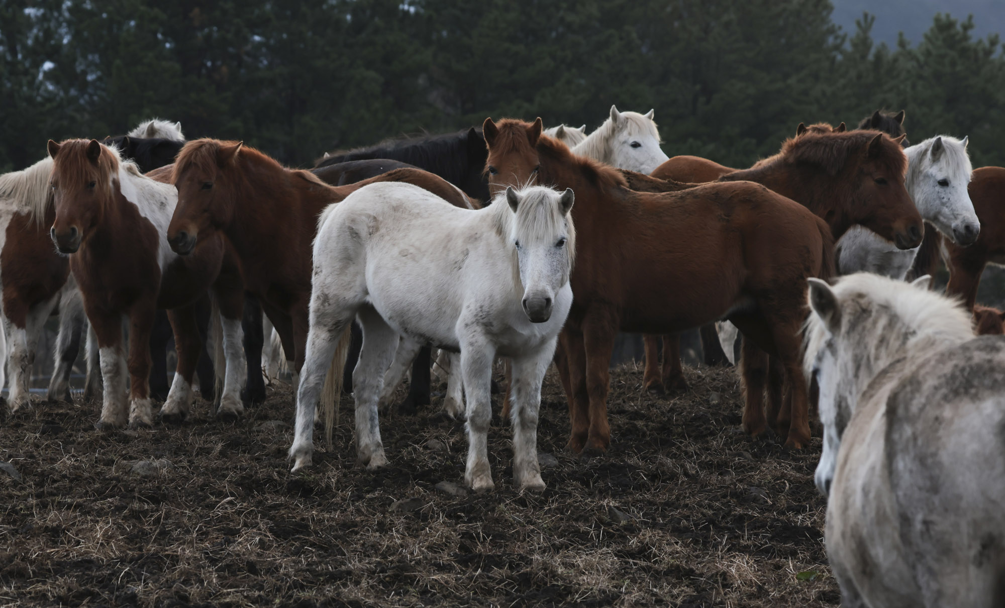 제주도;말;말띠;말의해;조랑말;제주종마;제주축산생명연구원