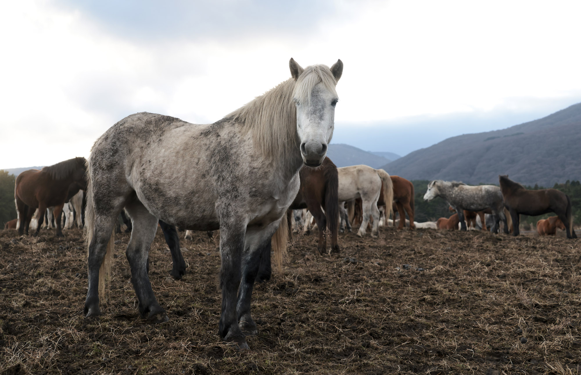 제주도;말;말띠;말의해;조랑말;제주종마;제주축산생명연구원
