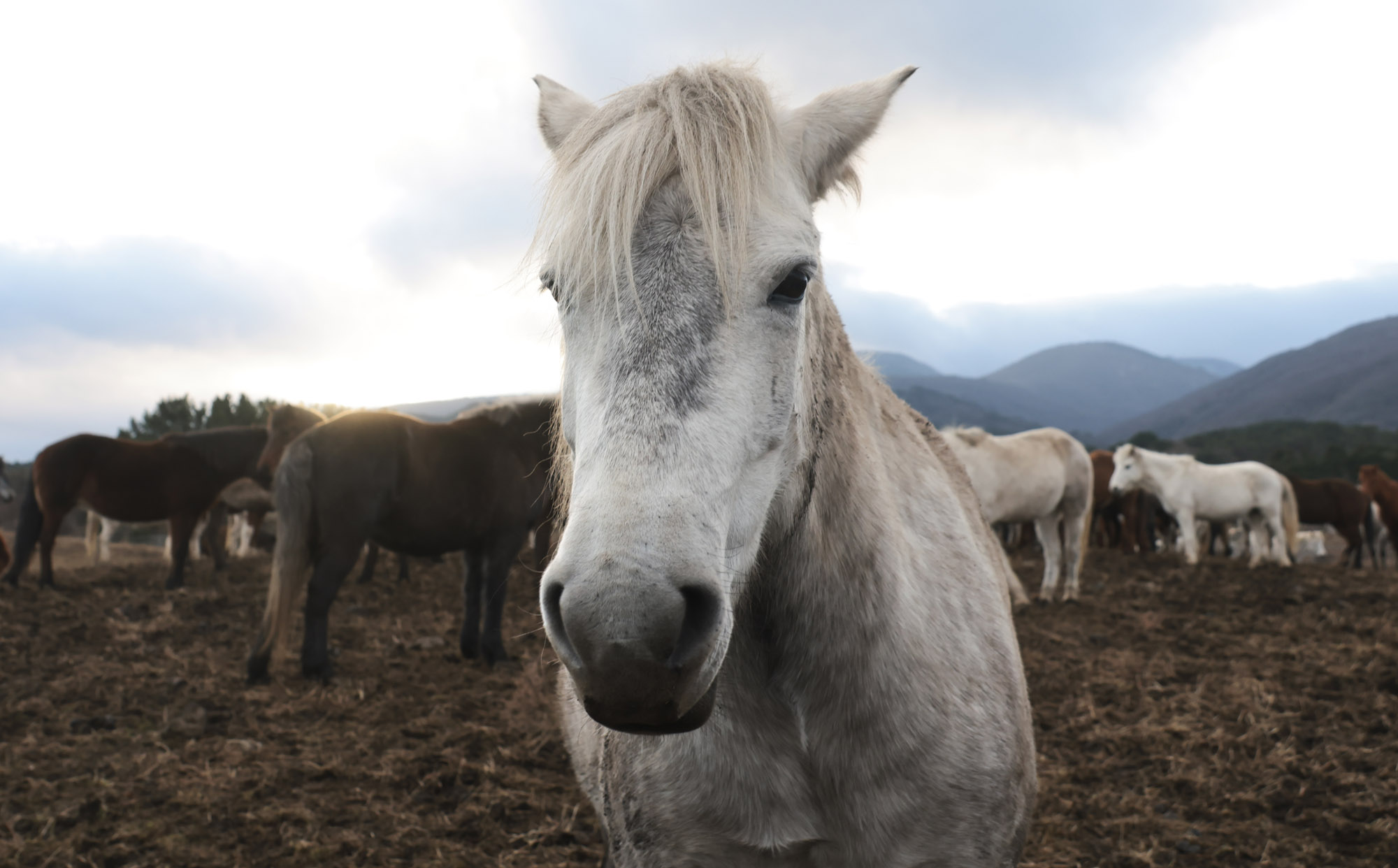 제주도;말;말띠;말의해;조랑말;제주종마;제주축산생명연구원
