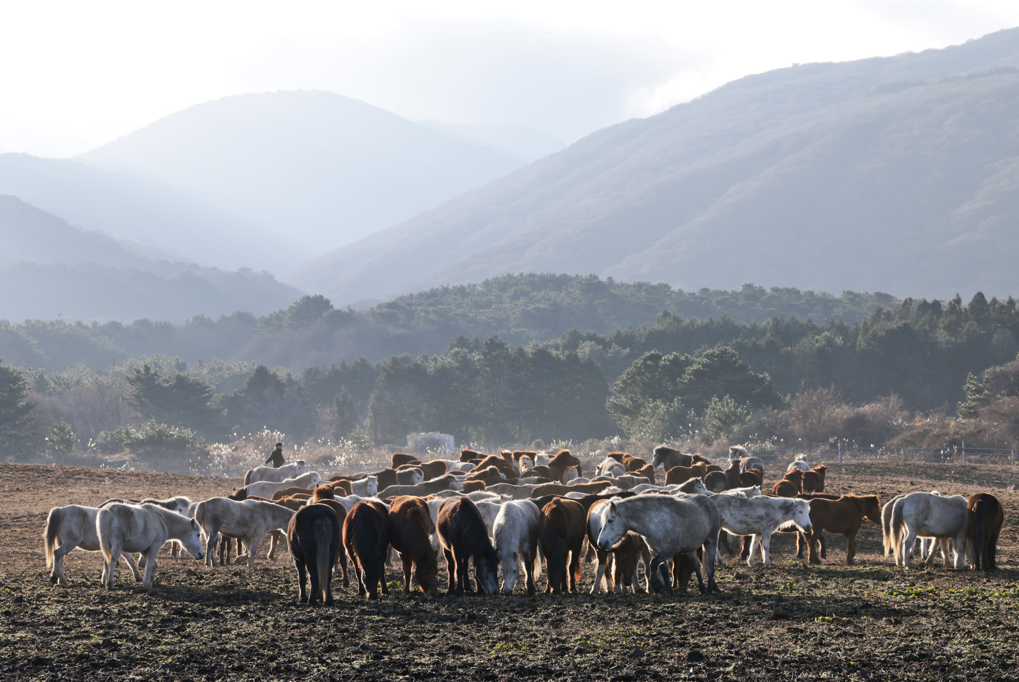 제주도;말;말띠;말의해;조랑말;제주종마;제주축산생명연구원