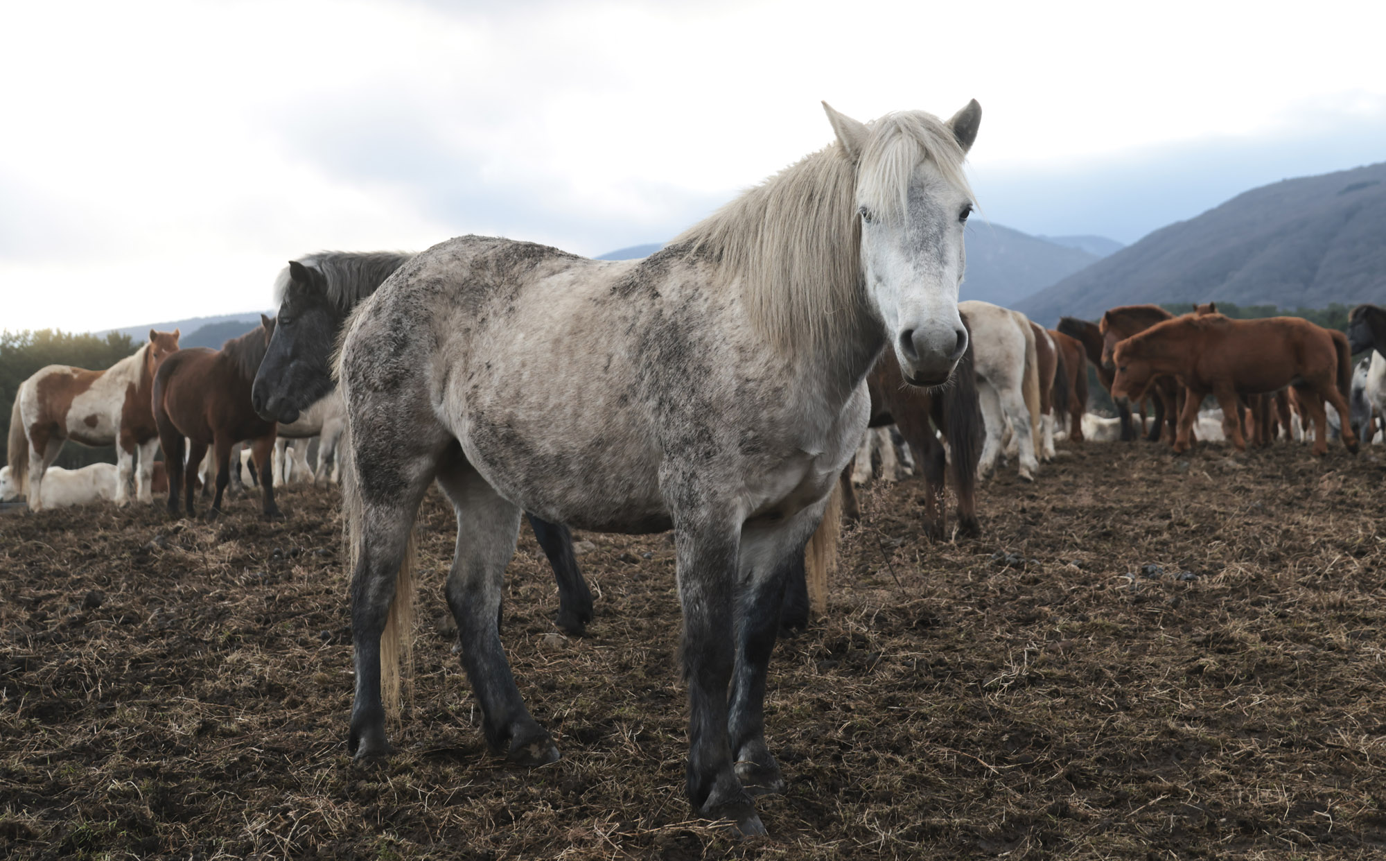 제주도;말;말띠;말의해;조랑말;제주종마;제주축산생명연구원