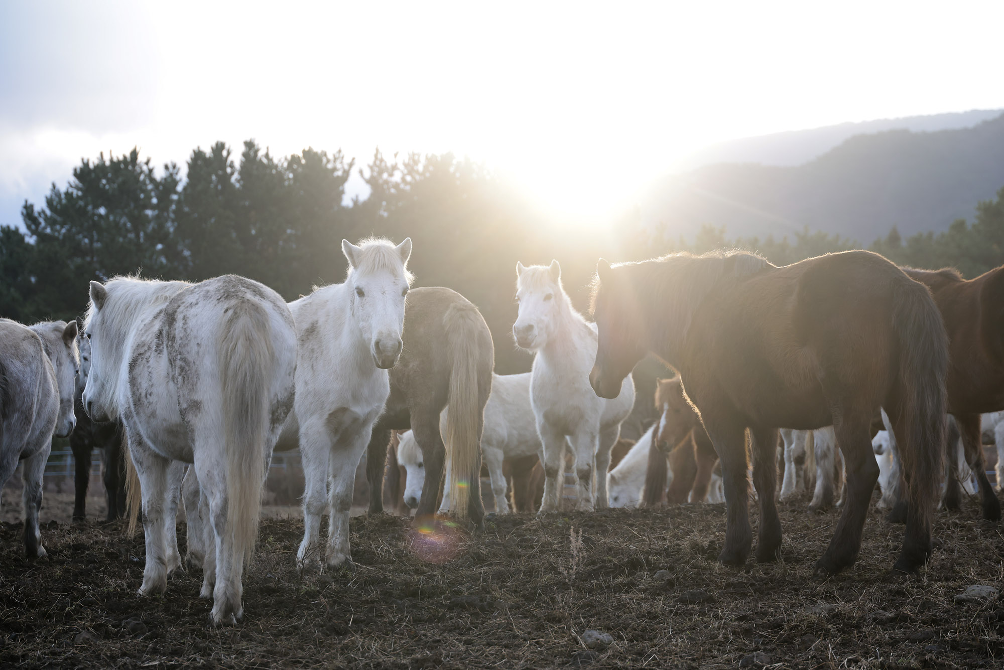 제주도;말;말띠;말의해;조랑말;제주종마;제주축산생명연구원