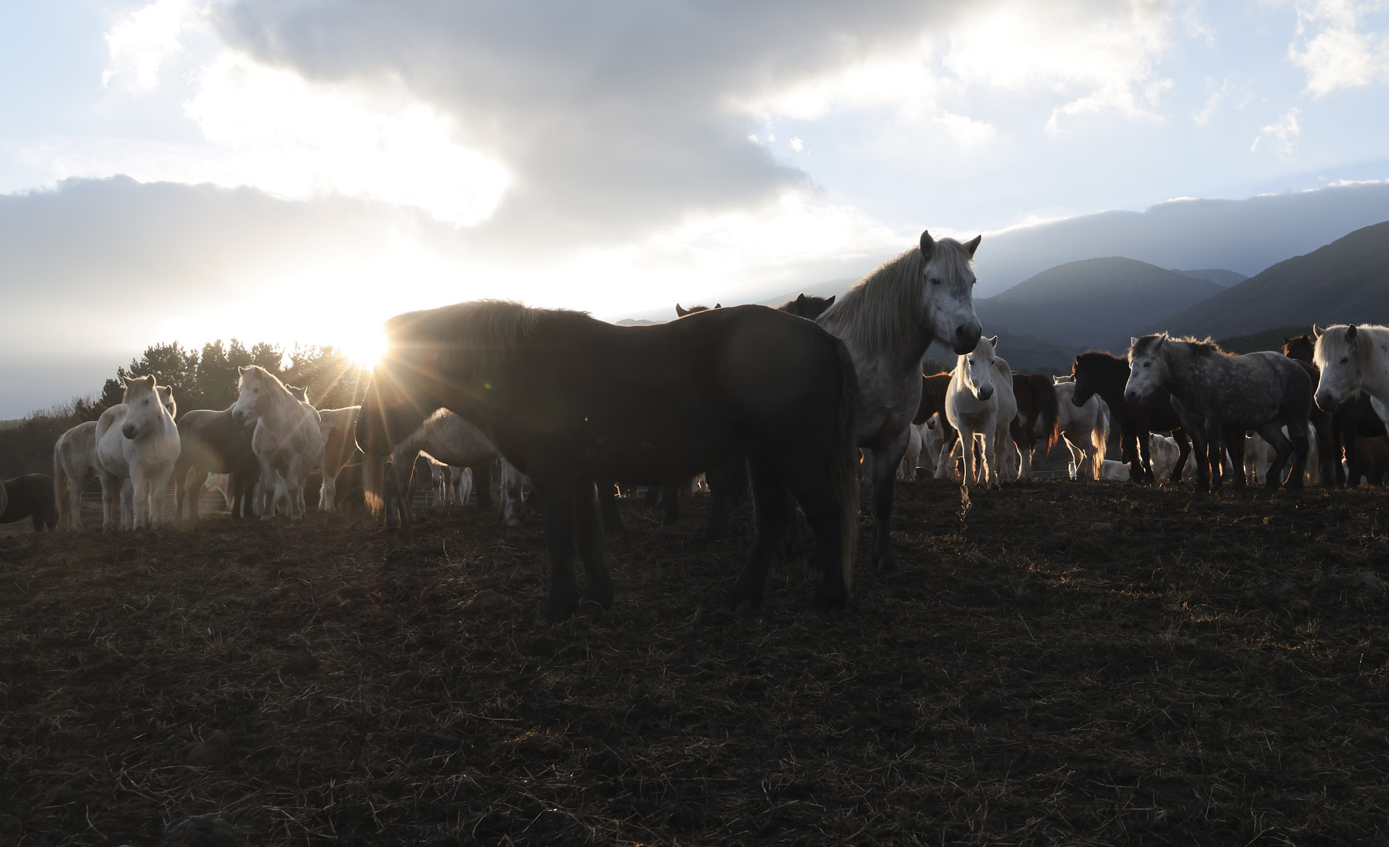 제주도;말;말띠;말의해;조랑말;제주종마;제주축산생명연구원