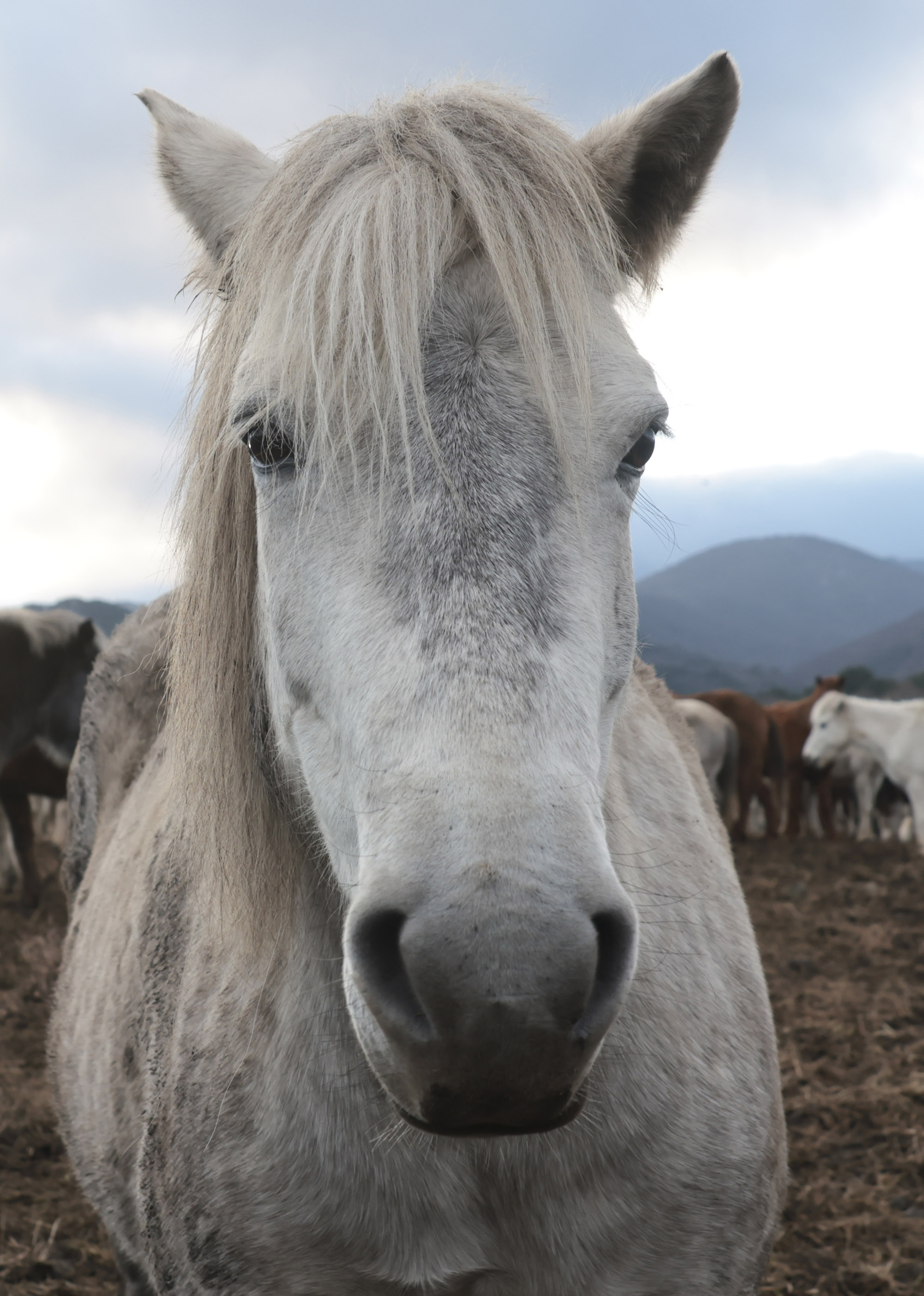 제주도;말;말띠;말의해;조랑말;제주종마;제주축산생명연구원