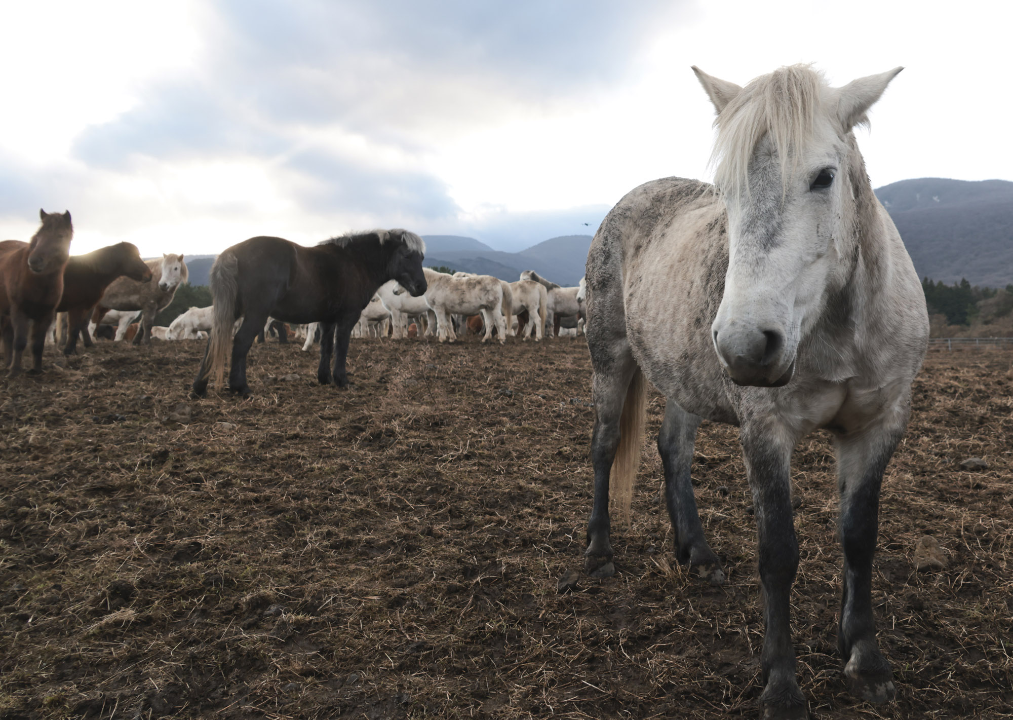 제주도;말;말띠;말의해;조랑말;제주종마;제주축산생명연구원