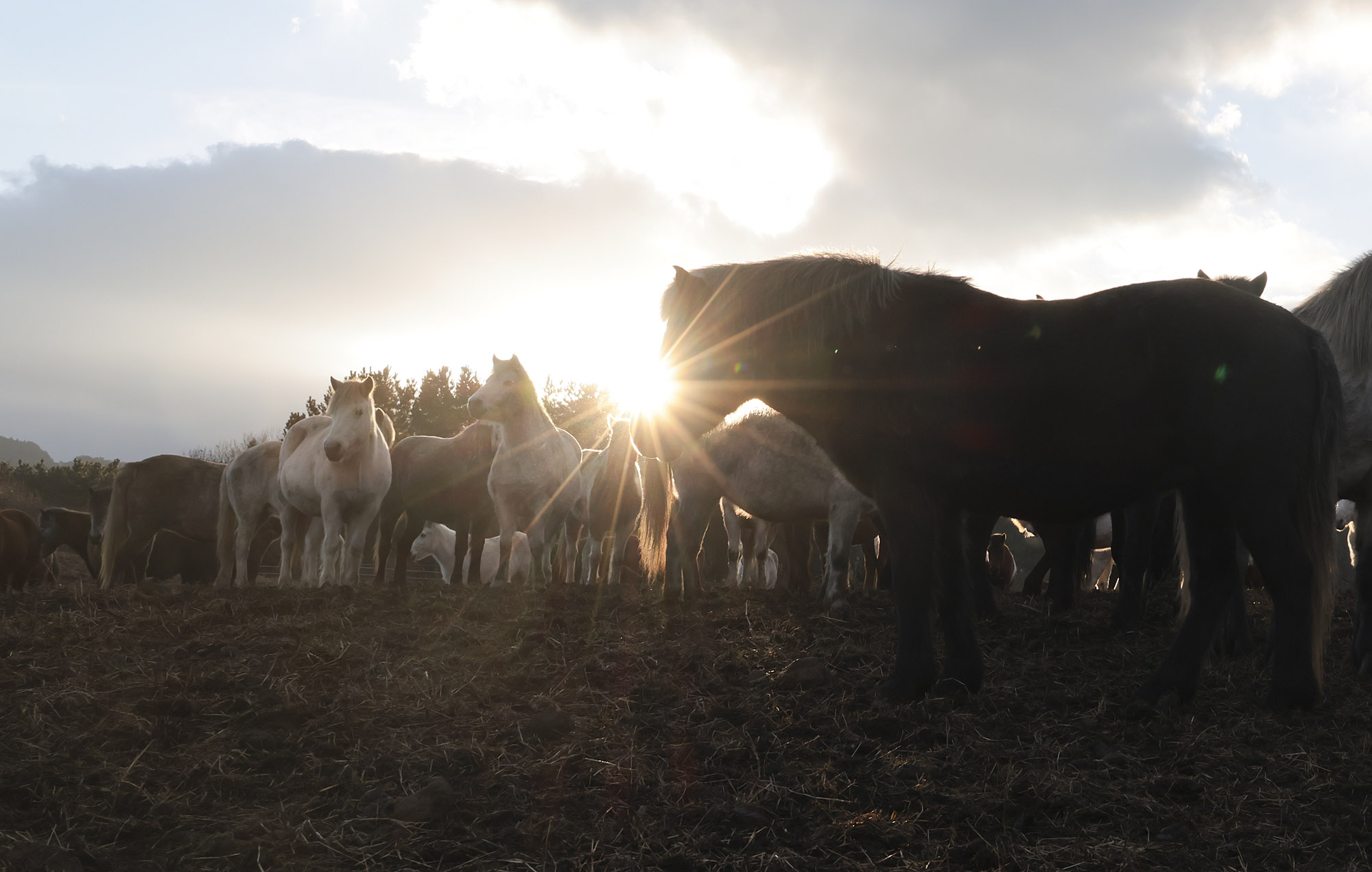 제주도;말;말띠;말의해;조랑말;제주종마;제주축산생명연구원