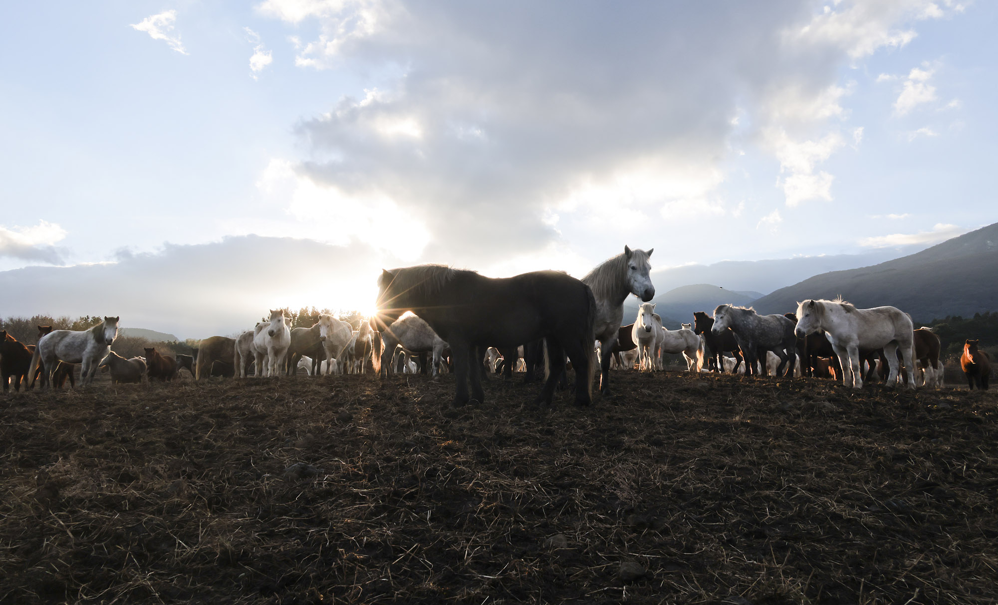 제주도;말;말띠;말의해;조랑말;제주종마;제주축산생명연구원