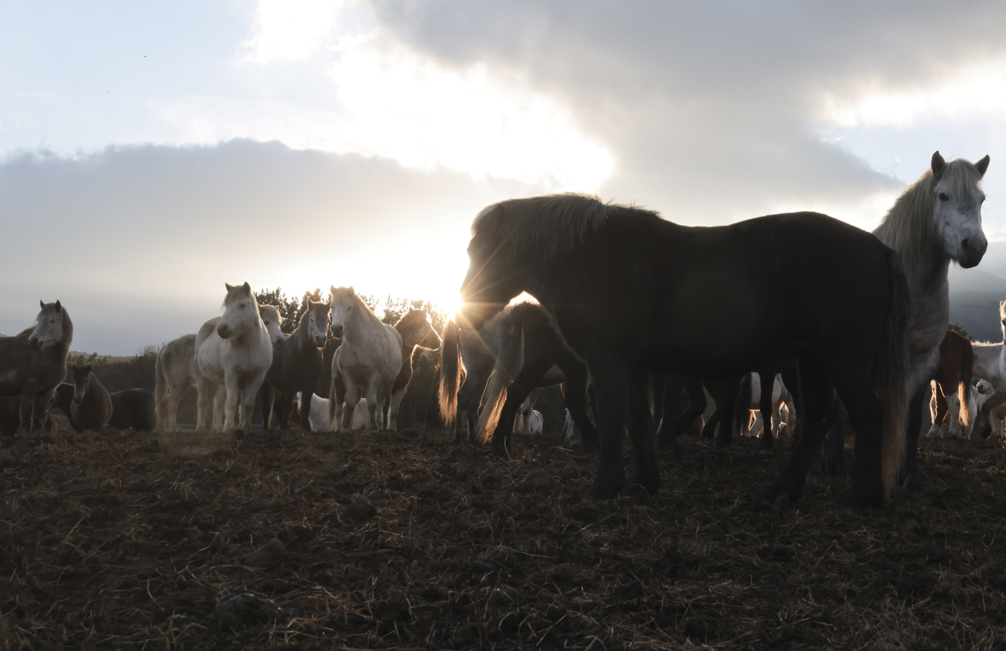 제주도;말;말띠;말의해;조랑말;제주종마;제주축산생명연구원