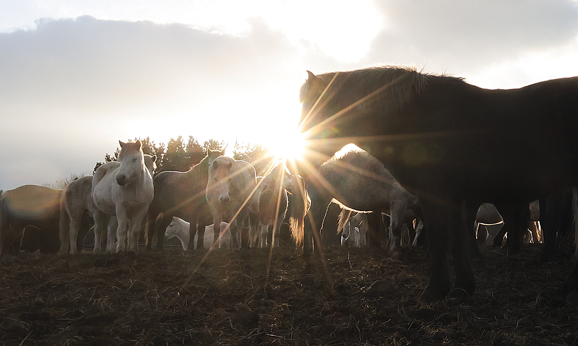 제주도;말;말띠;말의해;조랑말;제주종마;제주축산생명연구원
