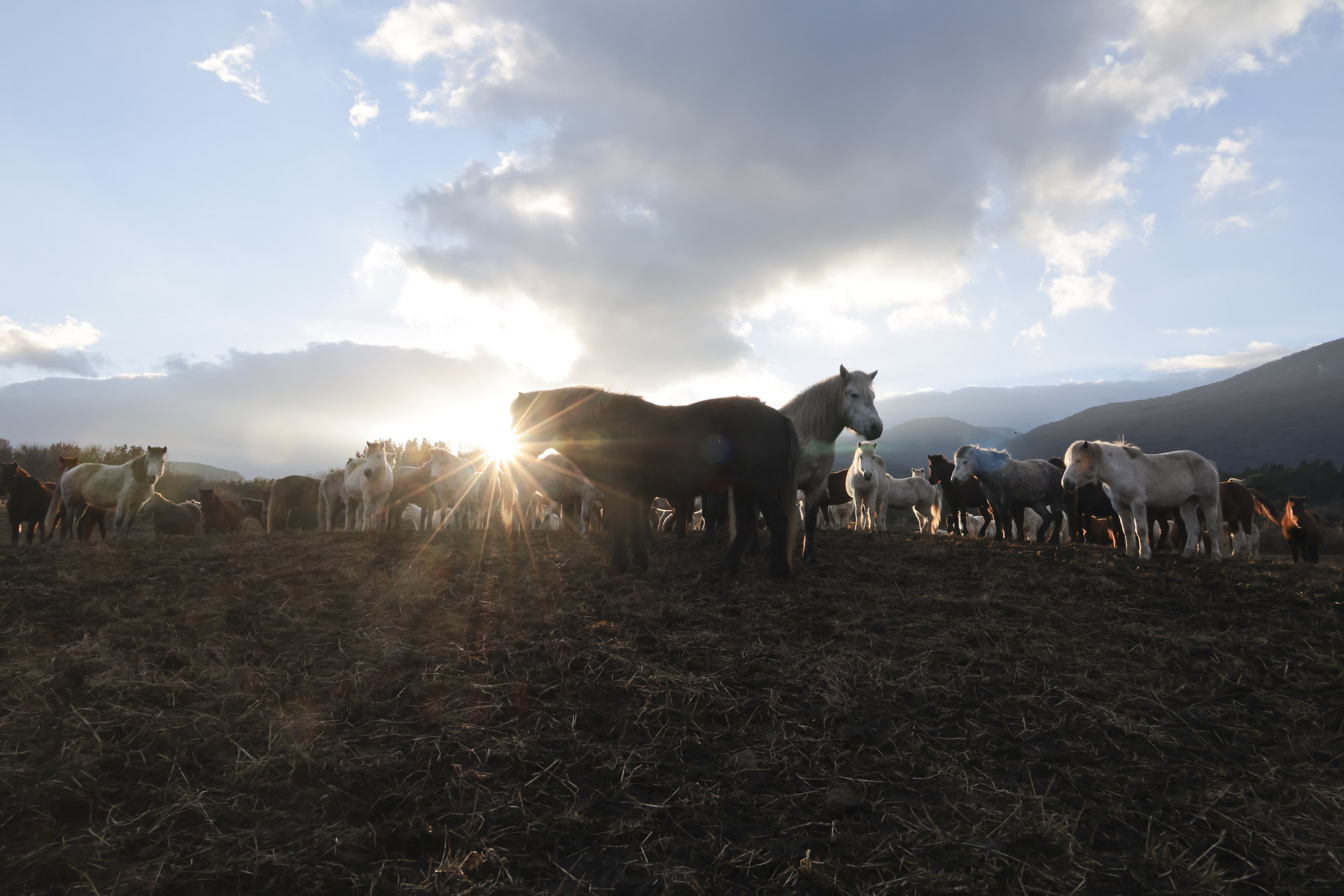 제주도;말;말띠;말의해;조랑말;제주종마;제주축산생명연구원