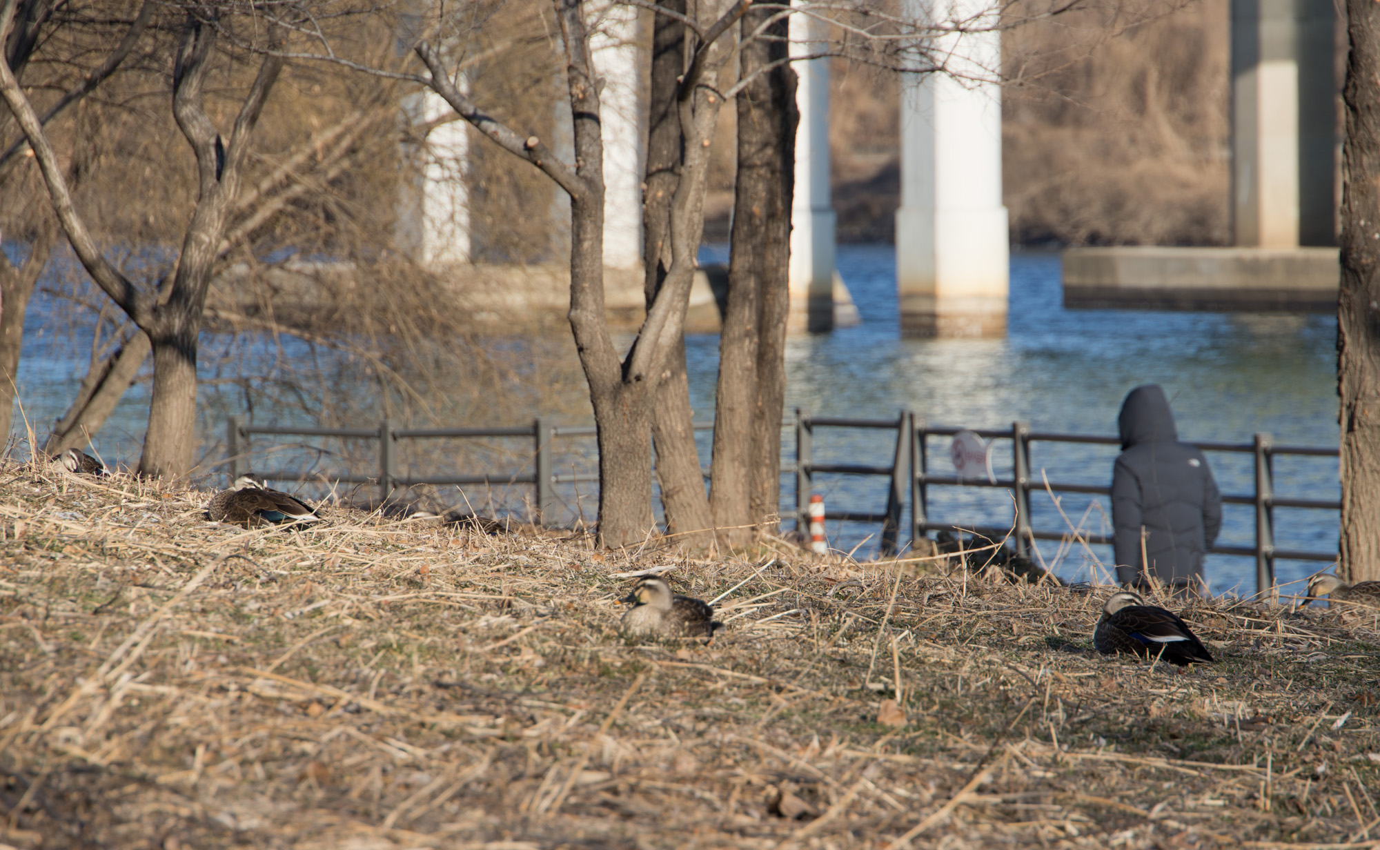 사회;세태;추위;한강;얼음