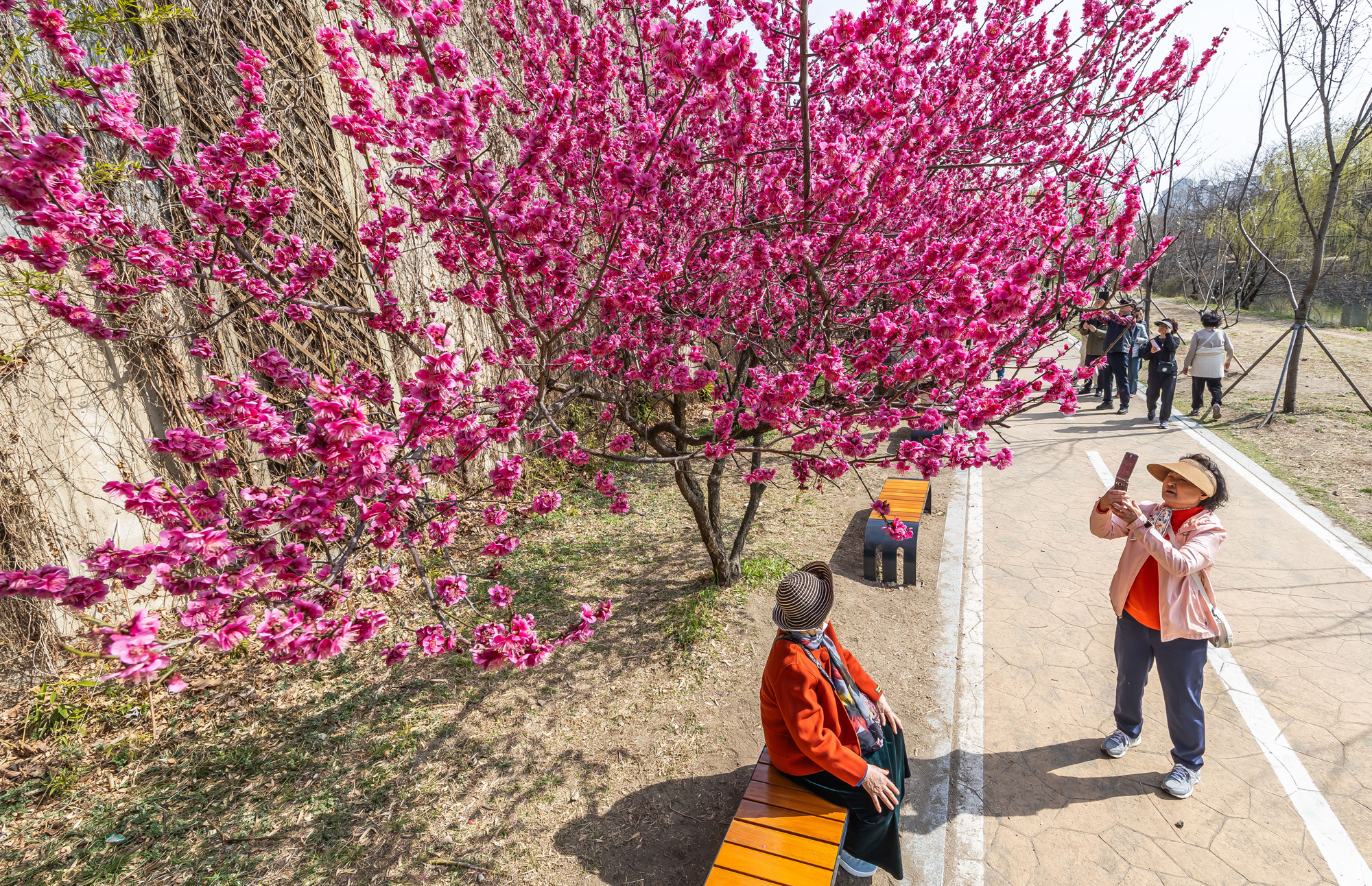사회;계절;계절스케치;봄스케치;봄꽃;매화거리스케치;청계천하동매실거리;매화꽃