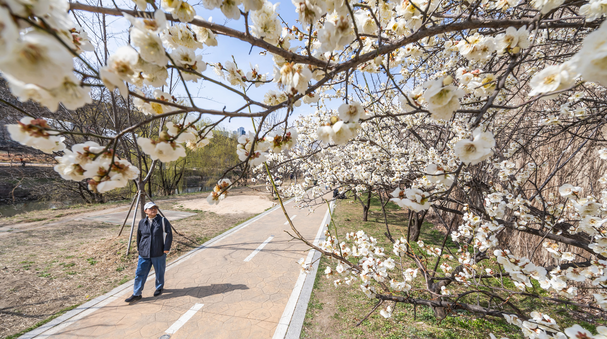 사회;계절;계절스케치;봄스케치;봄꽃;매화거리스케치;청계천하동매실거리;매화꽃