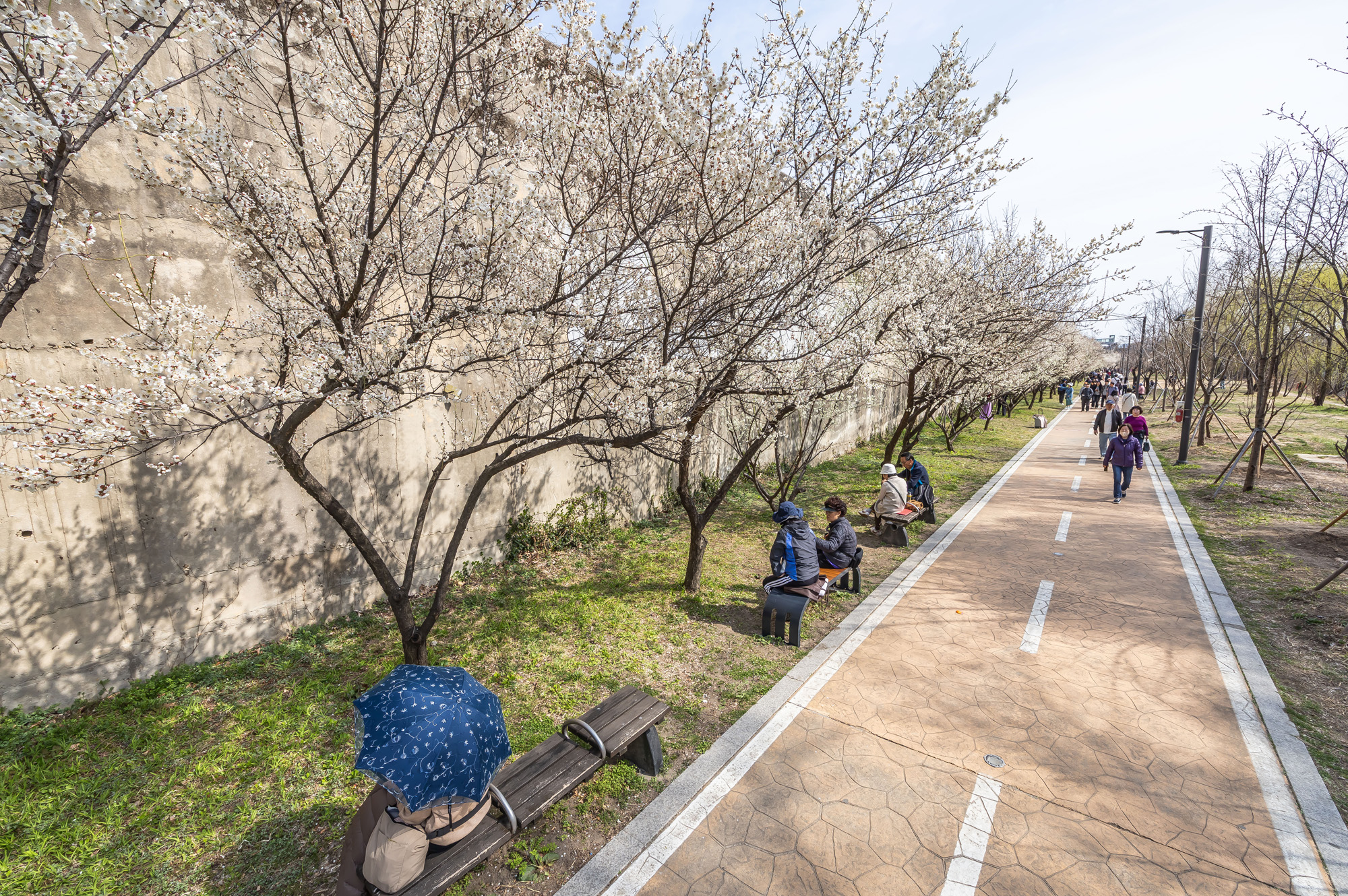 사회;계절;계절스케치;봄스케치;봄꽃;매화거리스케치;청계천하동매실거리;매화꽃