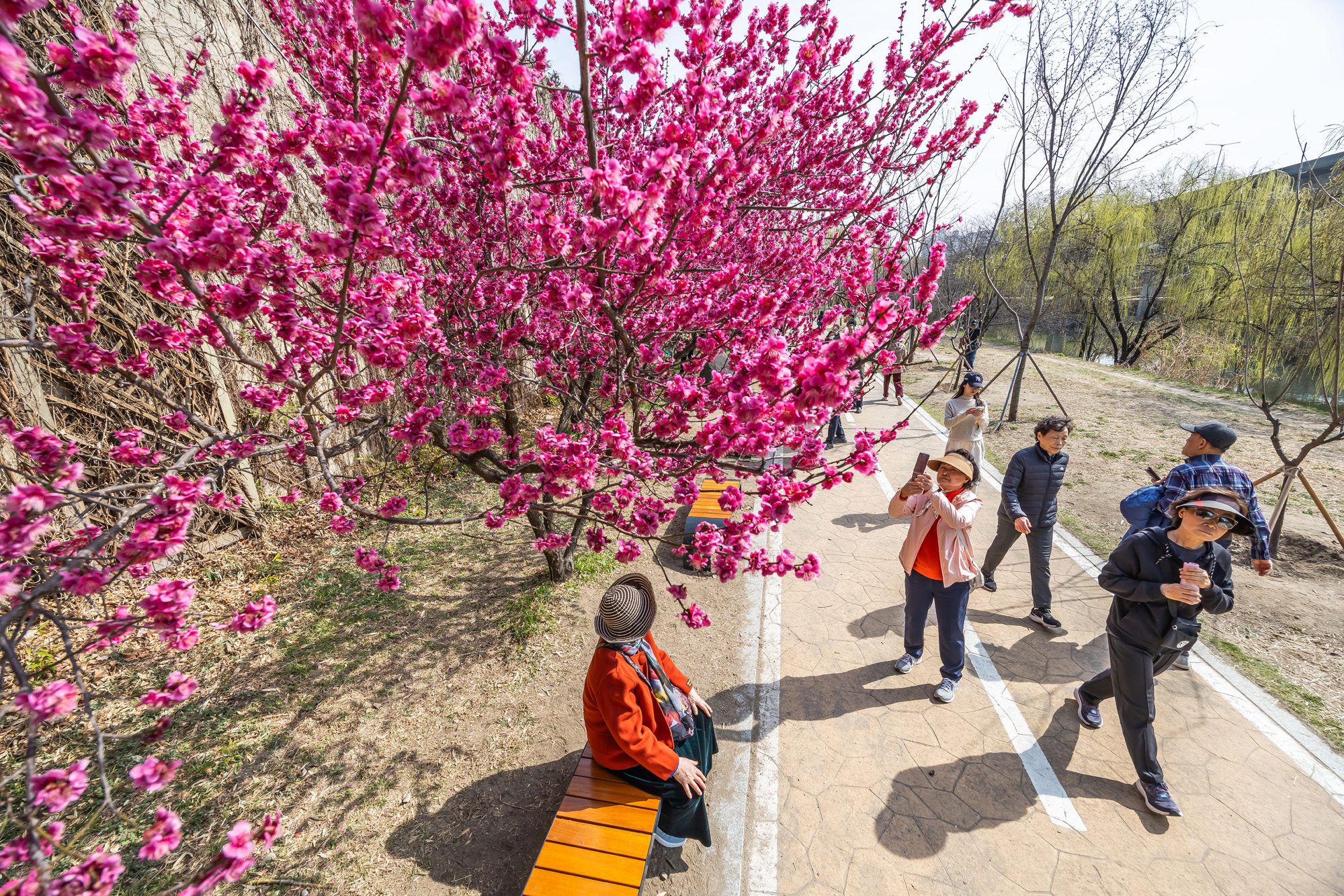 사회;계절;계절스케치;봄스케치;봄꽃;매화거리스케치;청계천하동매실거리;매화꽃