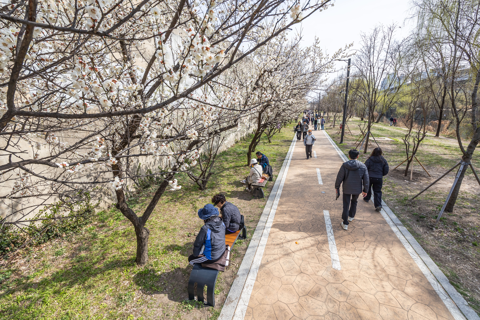 사회;계절;계절스케치;봄스케치;봄꽃;매화거리스케치;청계천하동매실거리;매화꽃