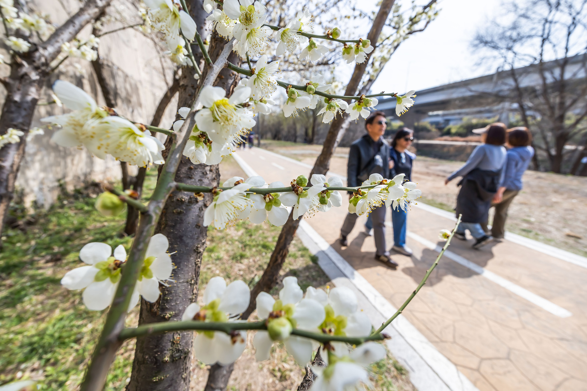 사회;계절;계절스케치;봄스케치;봄꽃;매화거리스케치;청계천하동매실거리;매화꽃