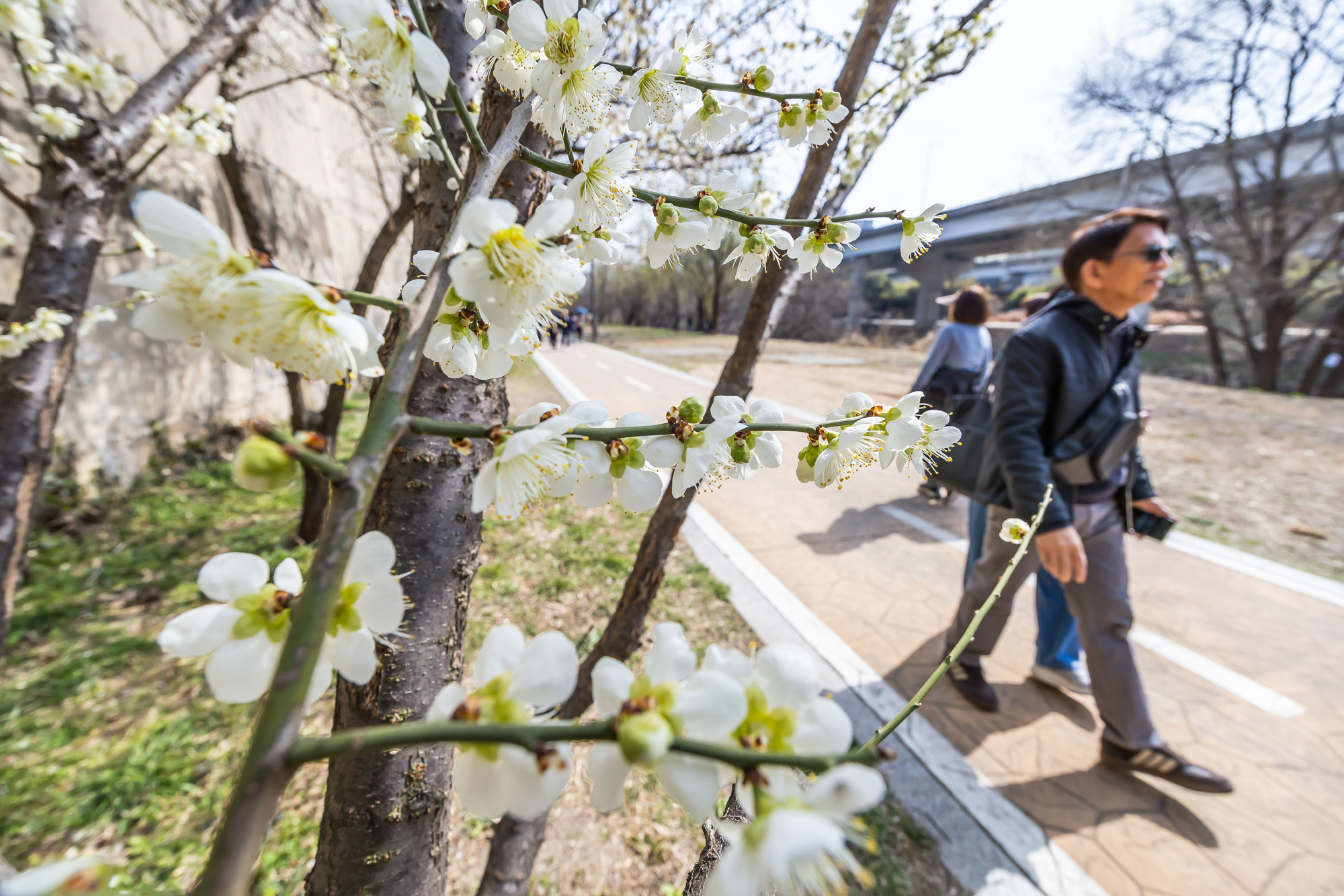 사회;계절;계절스케치;봄스케치;봄꽃;매화거리스케치;청계천하동매실거리;매화꽃