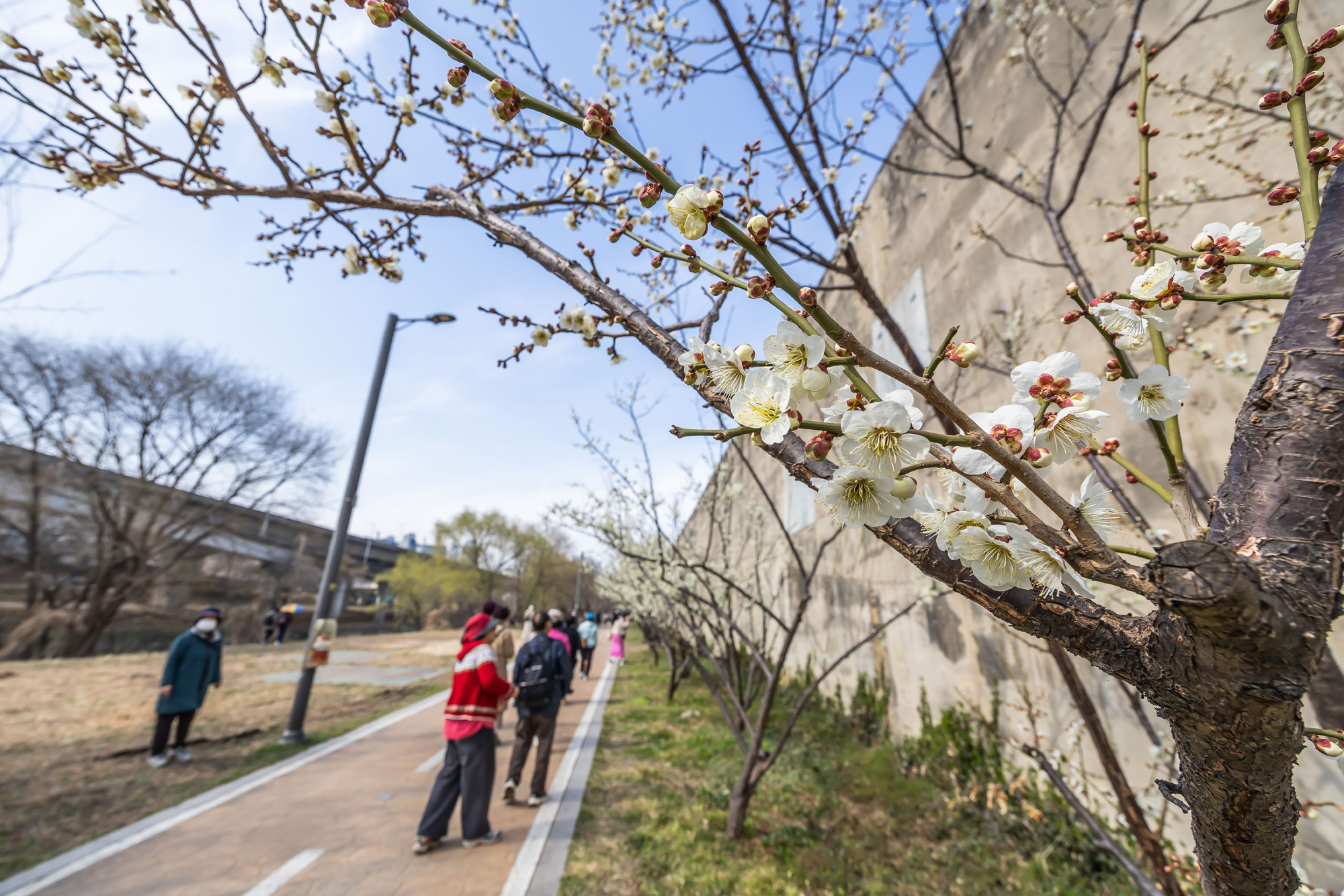 사회;계절;계절스케치;봄스케치;봄꽃;매화거리스케치;청계천하동매실거리;매화꽃