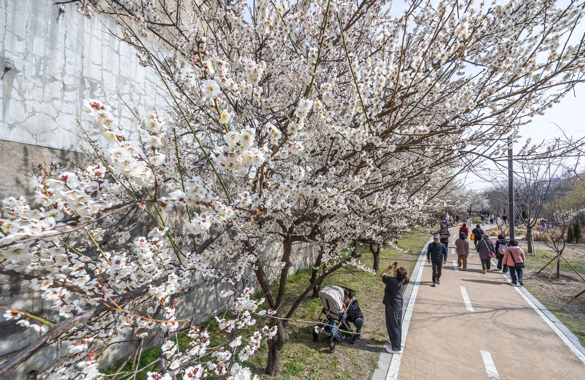 사회;계절;계절스케치;봄스케치;봄꽃;매화거리스케치;청계천하동매실거리;매화꽃