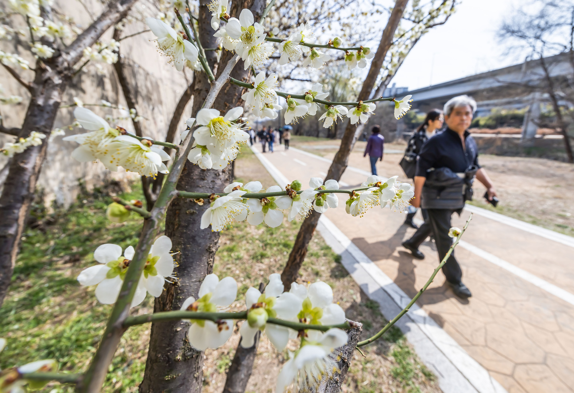 사회;계절;계절스케치;봄스케치;봄꽃;매화거리스케치;청계천하동매실거리;매화꽃