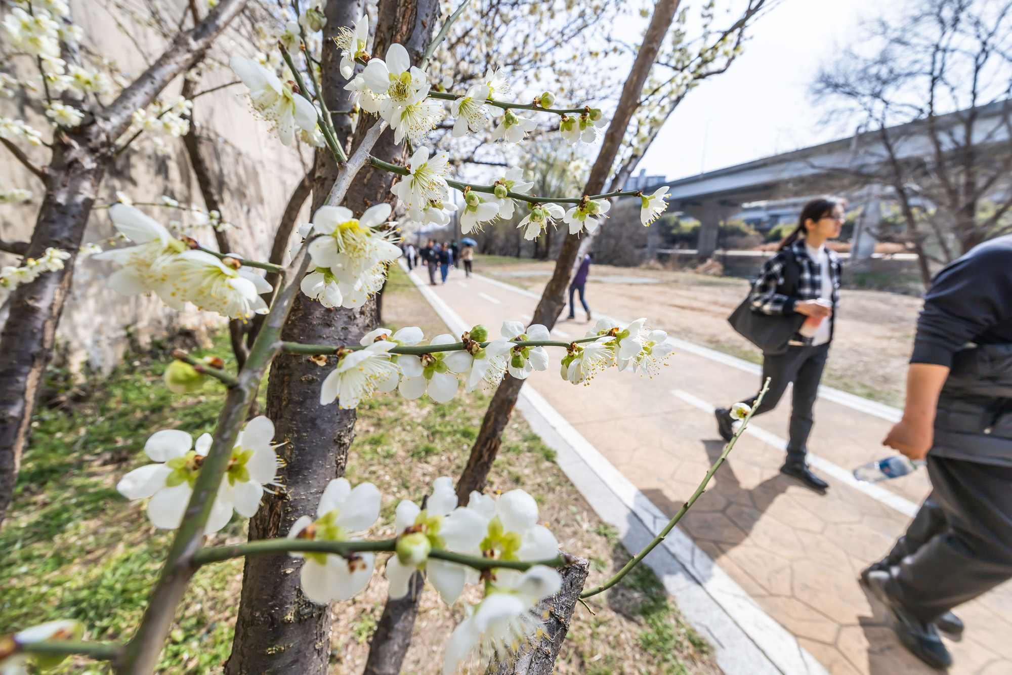 사회;계절;계절스케치;봄스케치;봄꽃;매화거리스케치;청계천하동매실거리;매화꽃