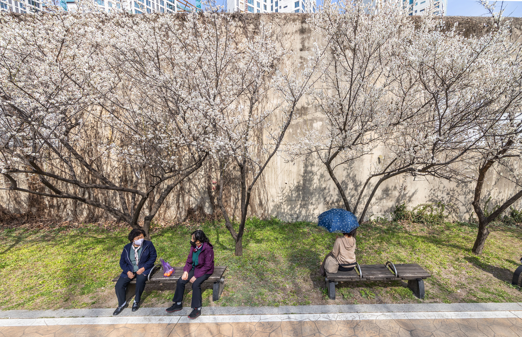 사회;계절;계절스케치;봄스케치;봄꽃;매화거리스케치;청계천하동매실거리;매화꽃