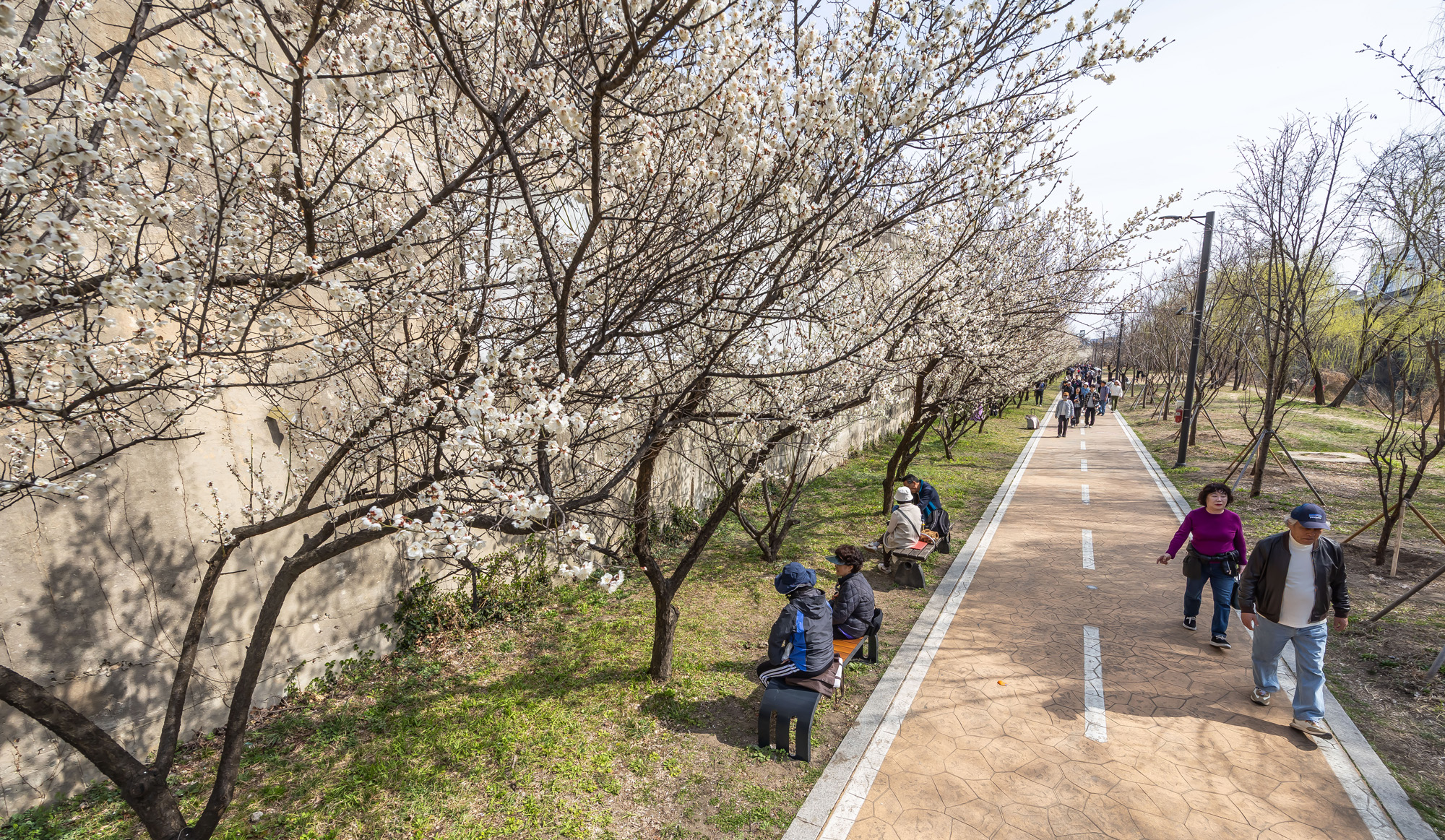 사회;계절;계절스케치;봄스케치;봄꽃;매화거리스케치;청계천하동매실거리;매화꽃