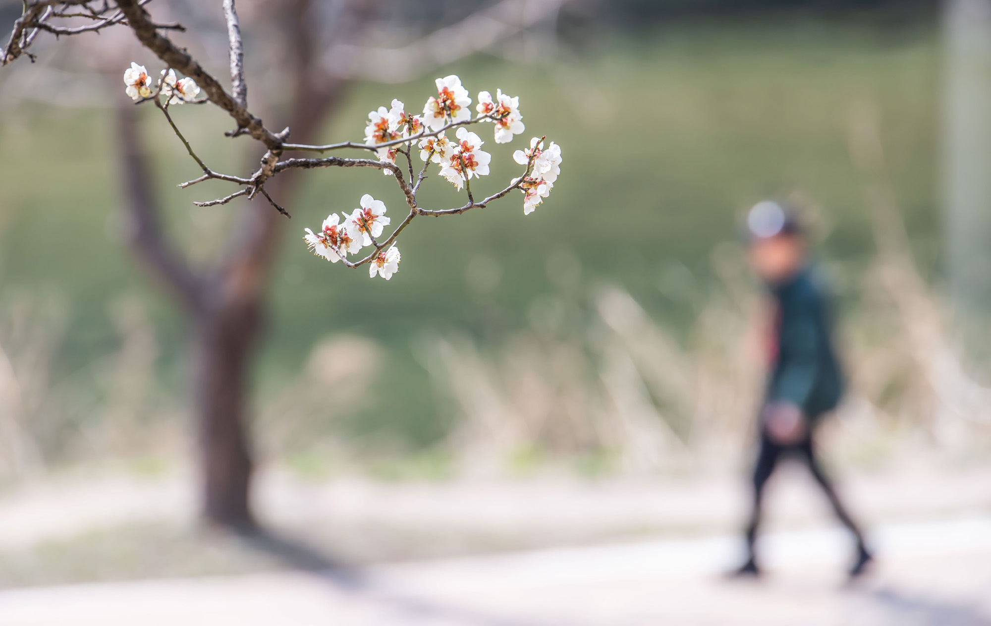 사회;계절;계절스케치;봄스케치;봄꽃;매화거리스케치;청계천하동매실거리;매화꽃