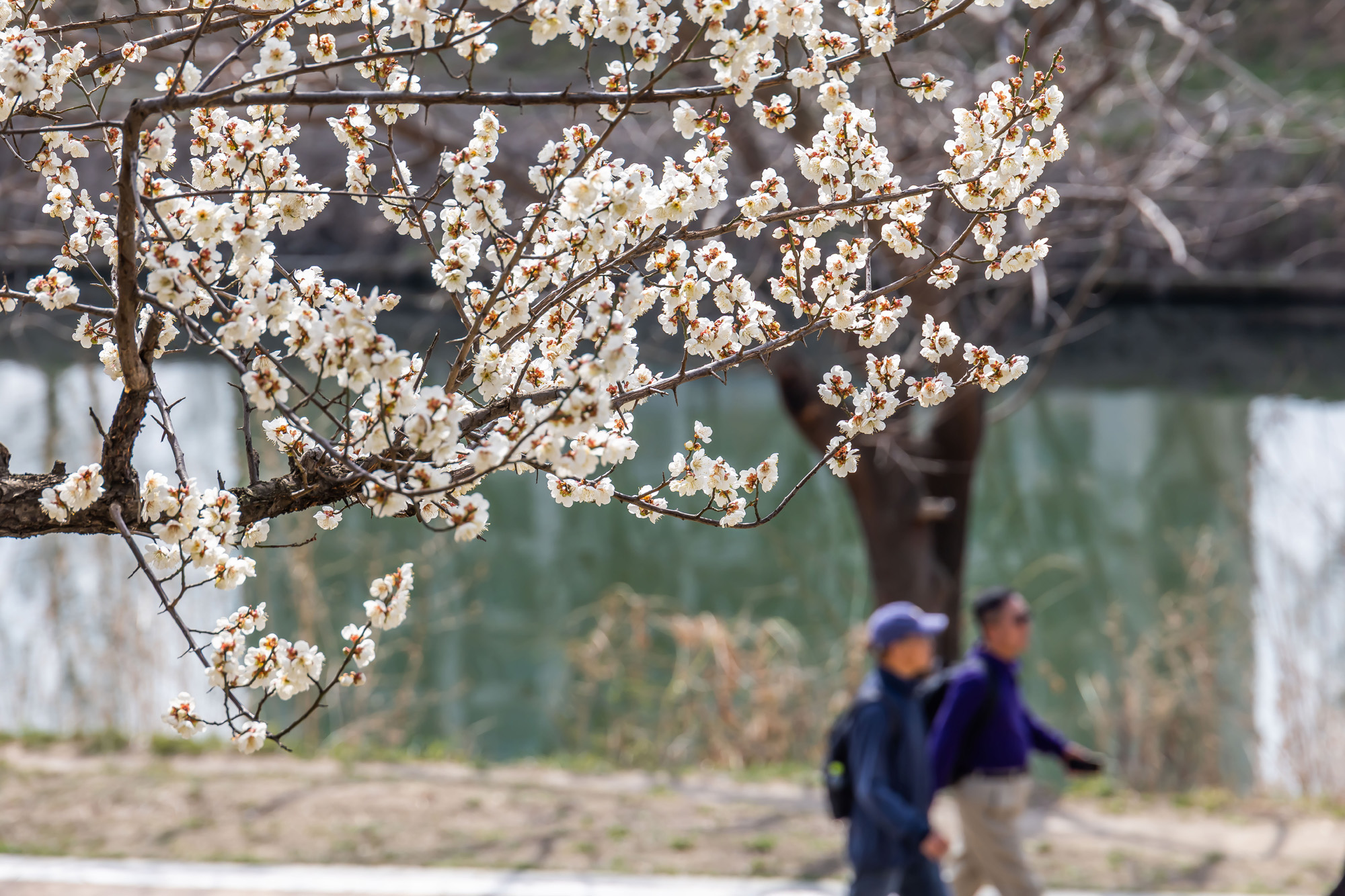 사회;계절;계절스케치;봄스케치;봄꽃;매화거리스케치;청계천하동매실거리;매화꽃