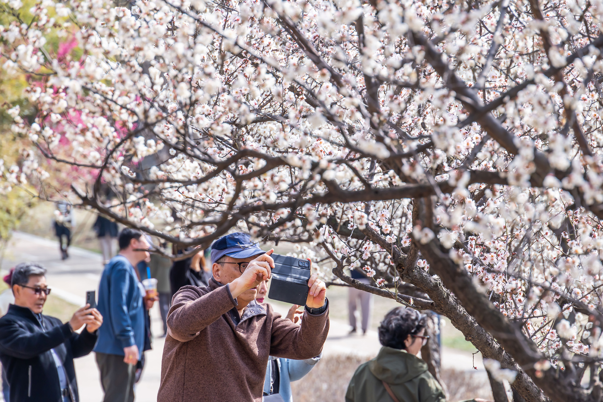 사회;계절;계절스케치;봄스케치;봄꽃;매화거리스케치;청계천하동매실거리;매화꽃