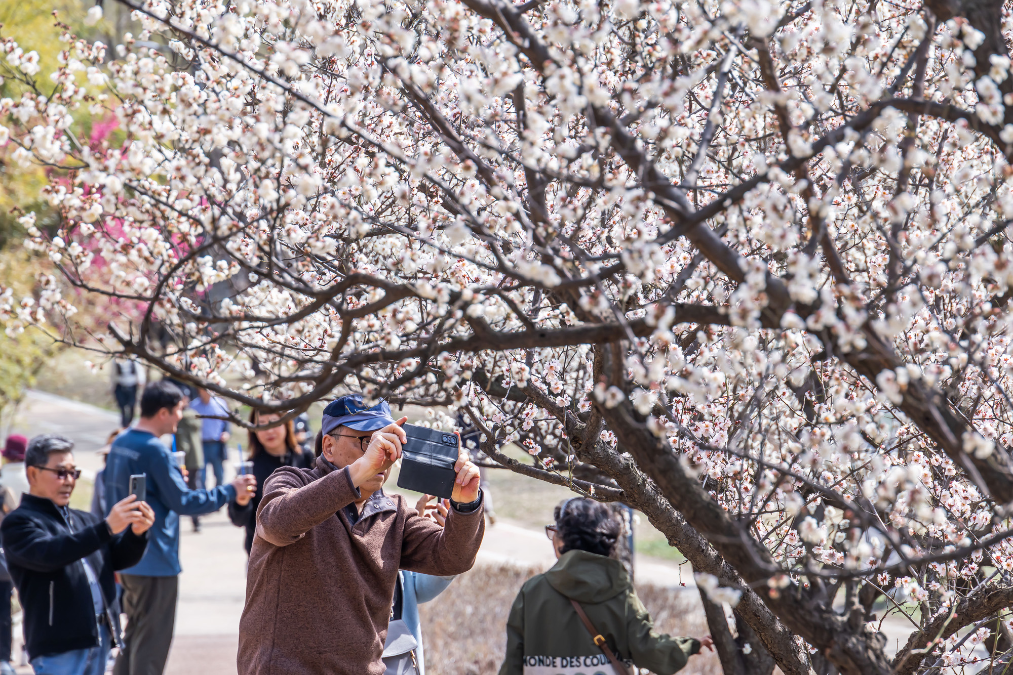 사회;계절;계절스케치;봄스케치;봄꽃;매화거리스케치;청계천하동매실거리;매화꽃
