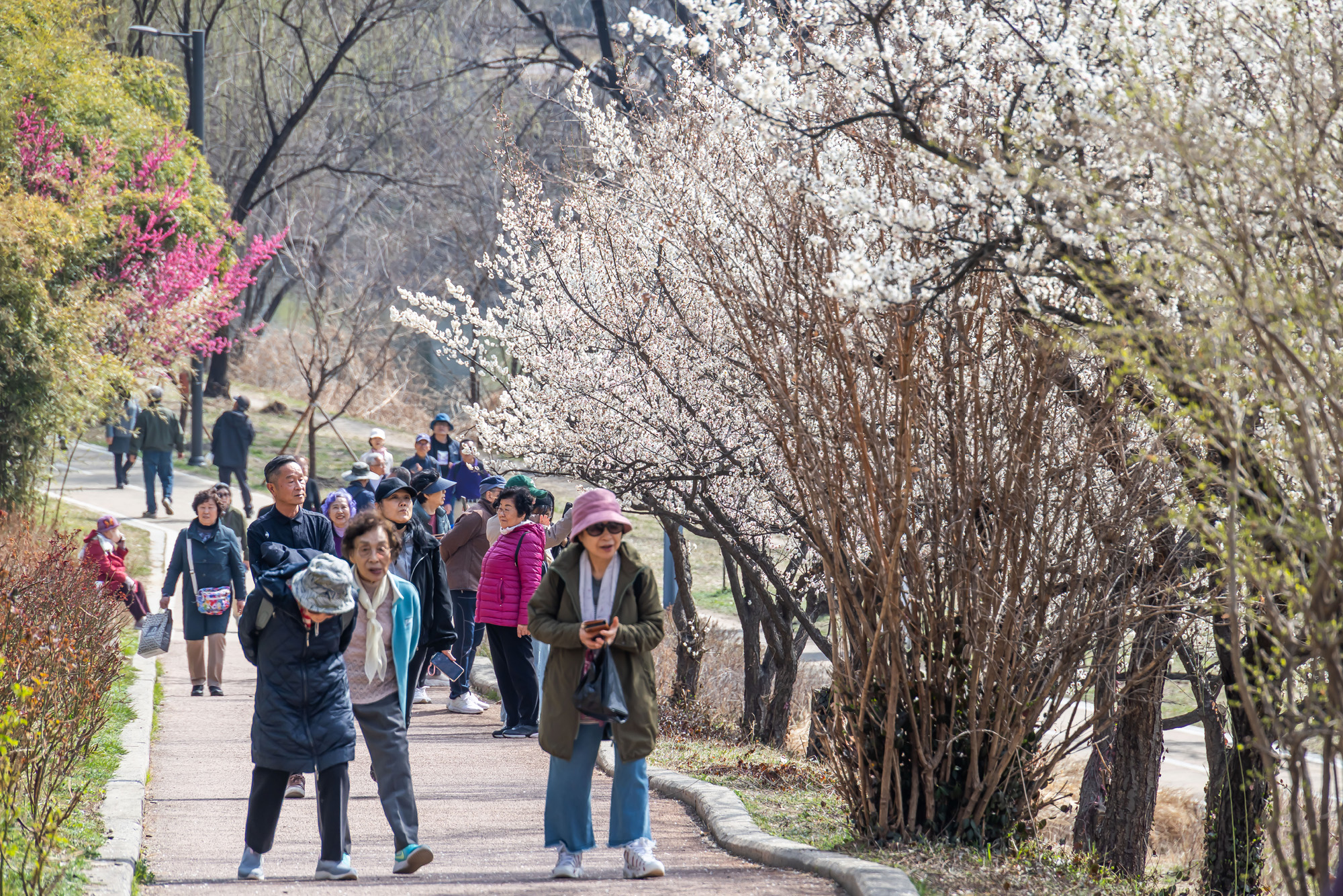 사회;계절;계절스케치;봄스케치;봄꽃;매화거리스케치;청계천하동매실거리;매화꽃
