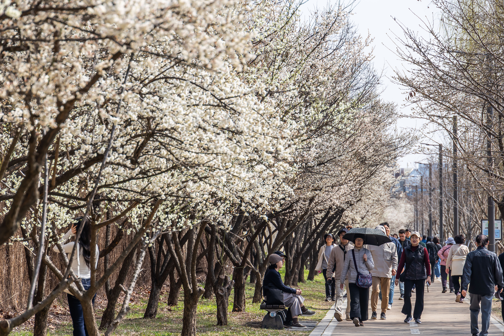 사회;계절;계절스케치;봄스케치;봄꽃;매화거리스케치;청계천하동매실거리;매화꽃