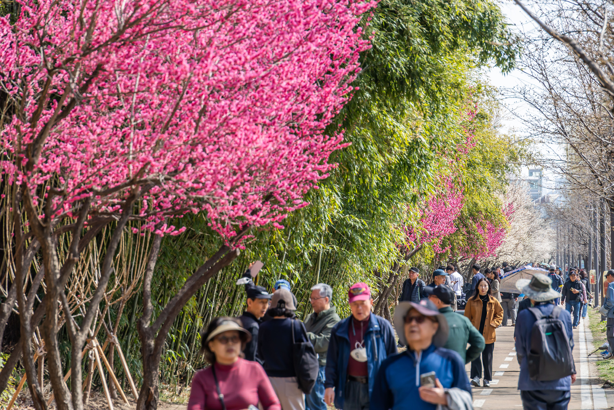 사회;계절;계절스케치;봄스케치;봄꽃;매화거리스케치;청계천하동매실거리;매화꽃