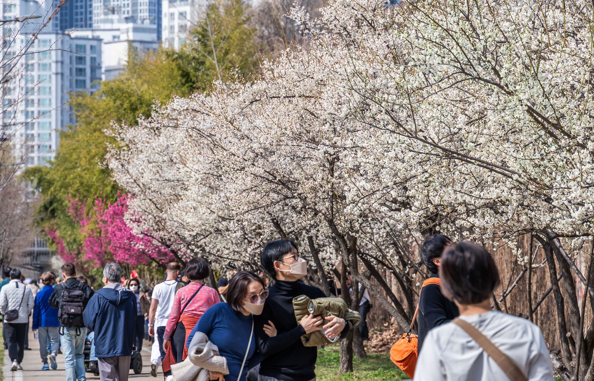 사회;계절;계절스케치;봄스케치;봄꽃;매화거리스케치;청계천하동매실거리;매화꽃