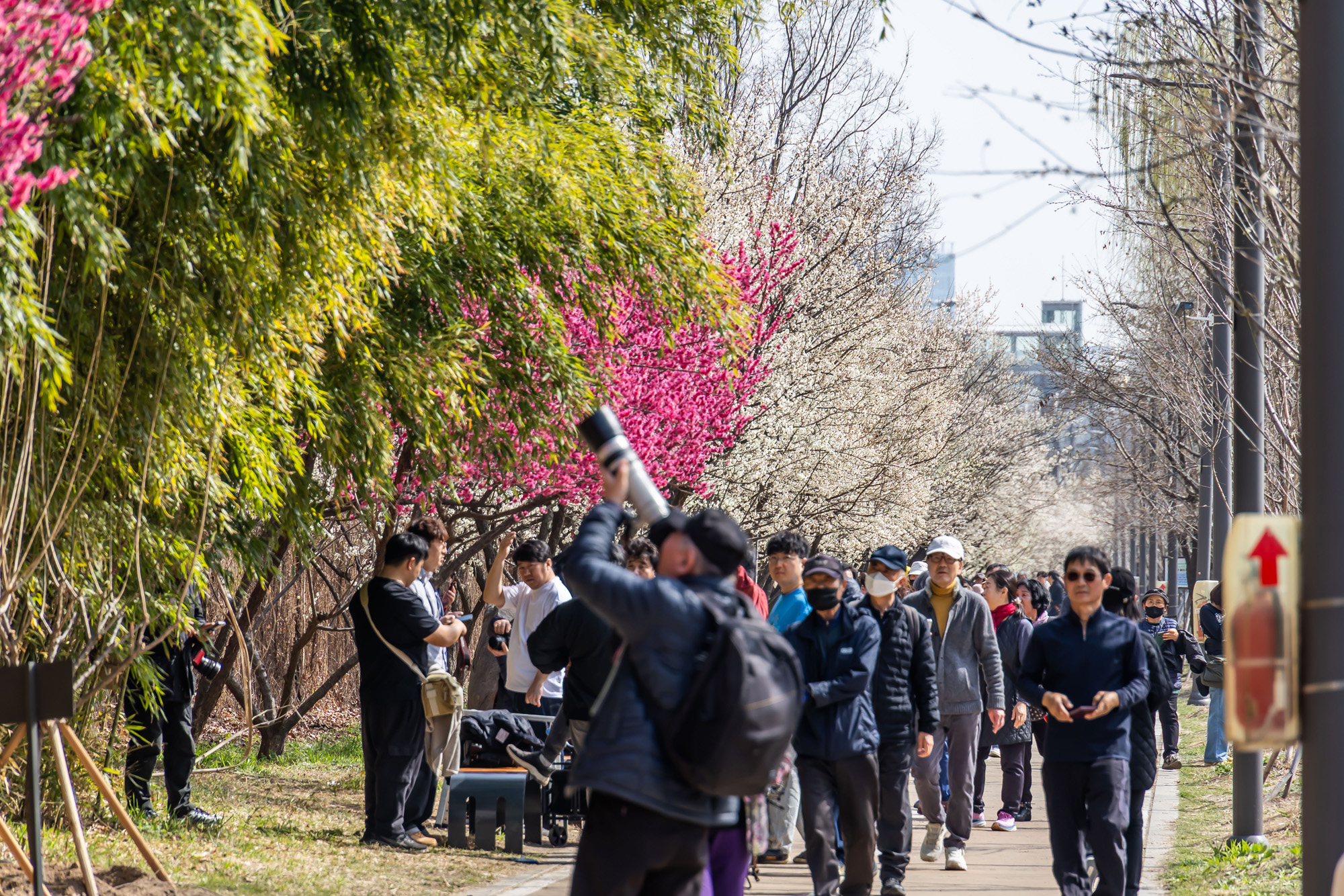 사회;계절;계절스케치;봄스케치;봄꽃;매화거리스케치;청계천하동매실거리;매화꽃