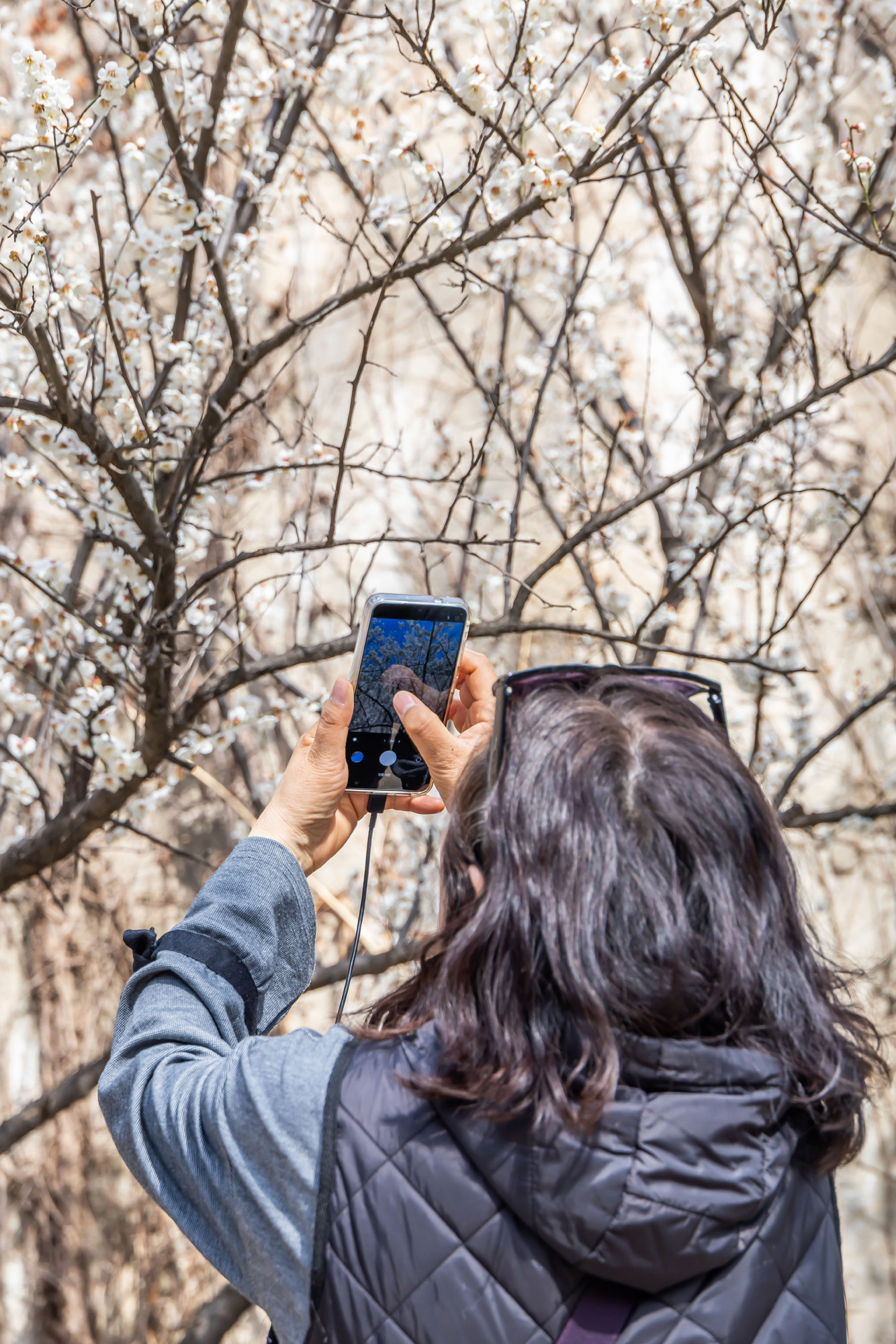 사회;계절;계절스케치;봄스케치;봄꽃;매화거리스케치;청계천하동매실거리;매화꽃