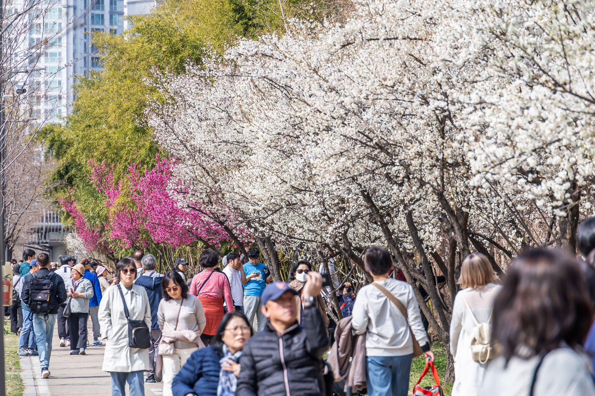 사회;계절;계절스케치;봄스케치;봄꽃;매화거리스케치;청계천하동매실거리;매화꽃