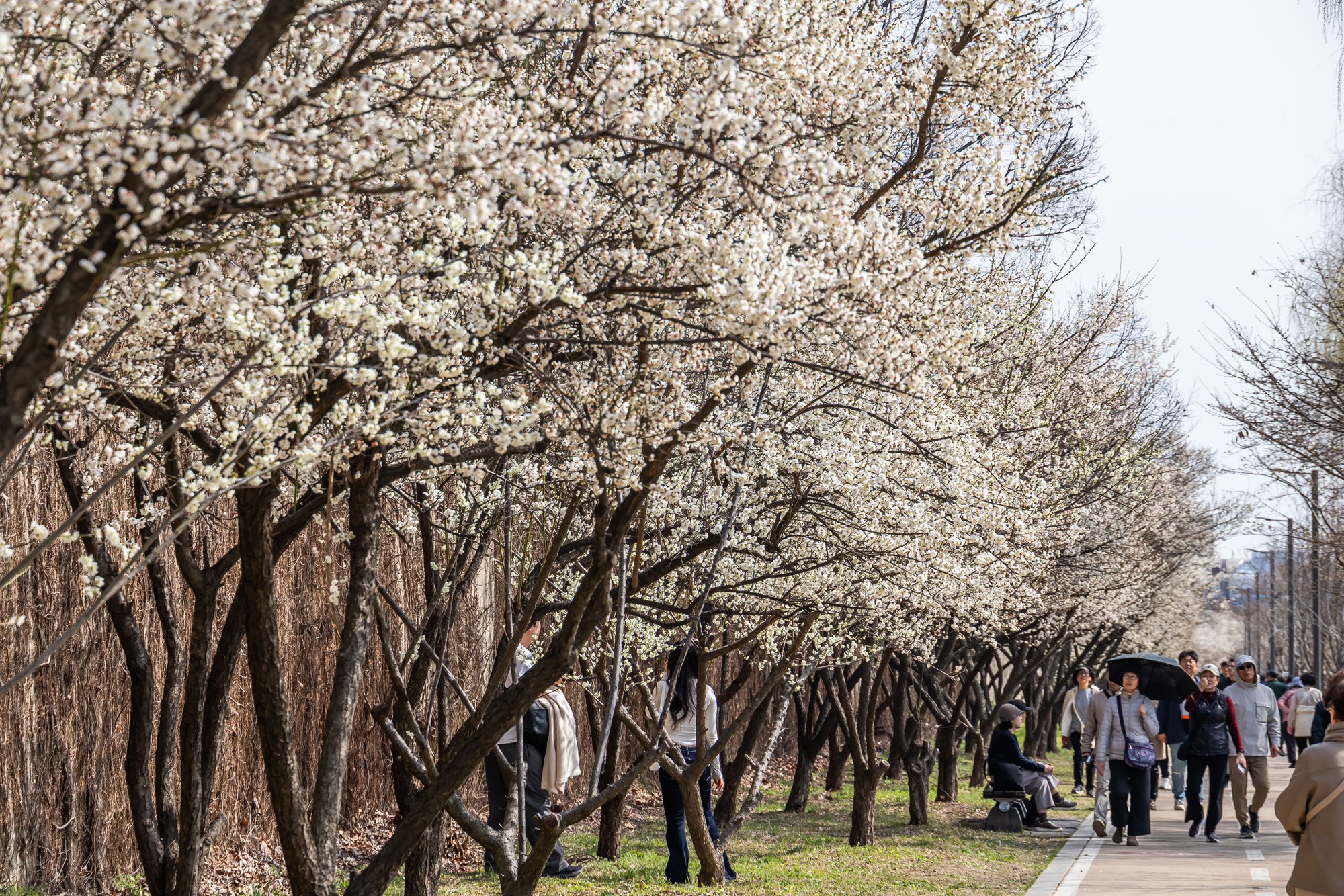 사회;계절;계절스케치;봄스케치;봄꽃;매화거리스케치;청계천하동매실거리;매화꽃