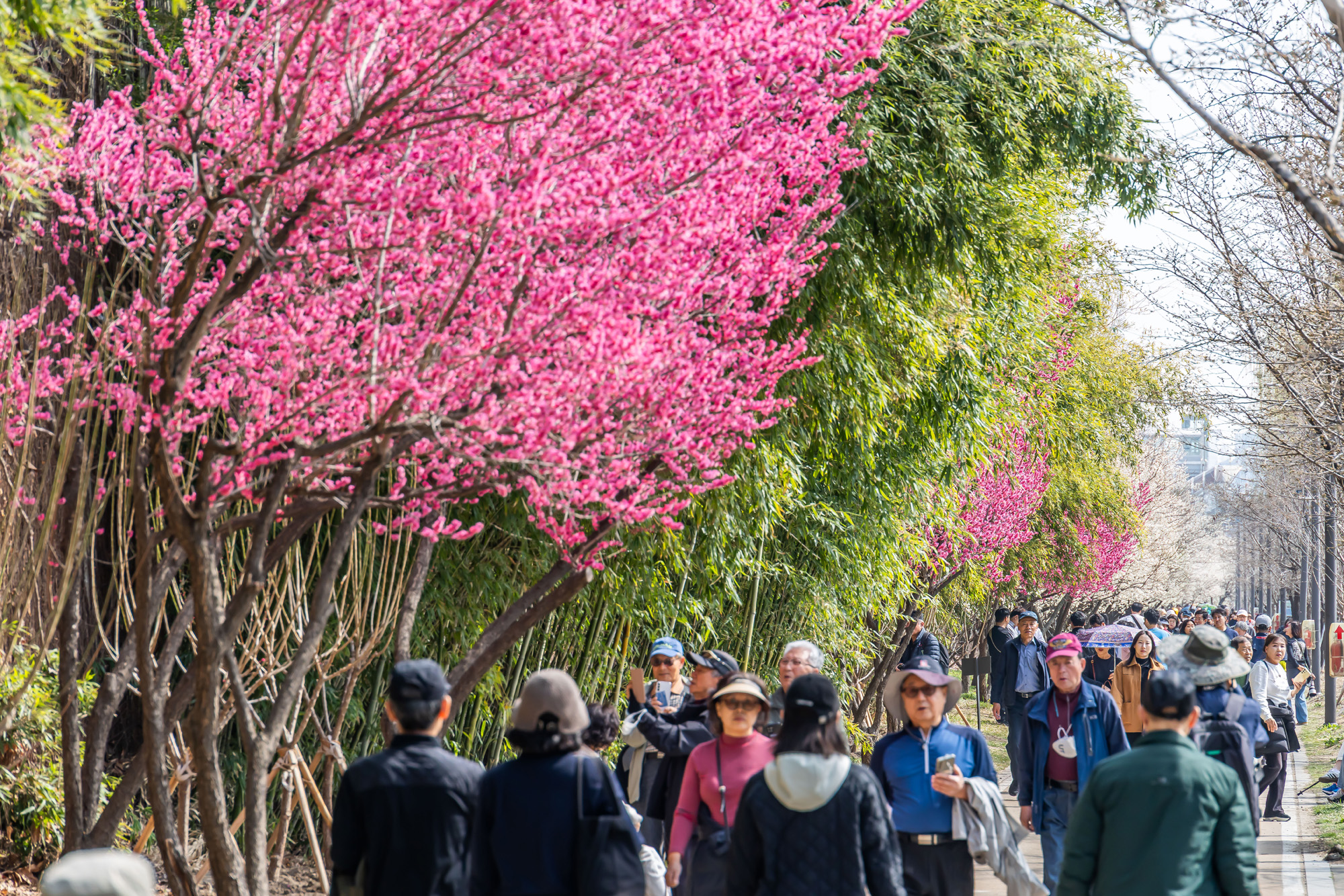 사회;계절;계절스케치;봄스케치;봄꽃;매화거리스케치;청계천하동매실거리;매화꽃