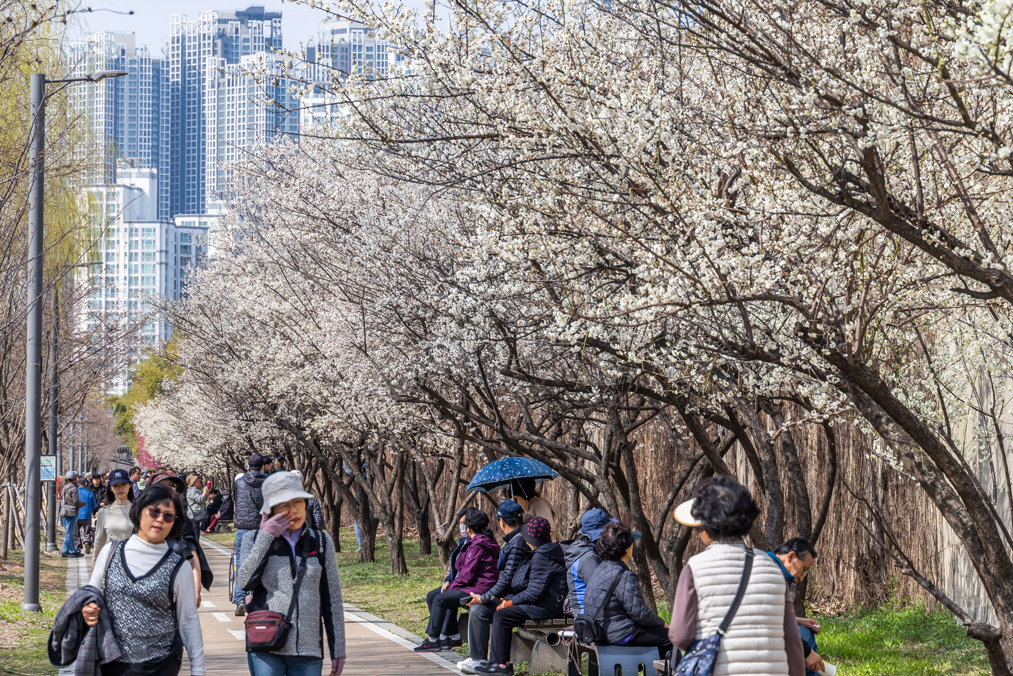 사회;계절;계절스케치;봄스케치;봄꽃;매화거리스케치;청계천하동매실거리;매화꽃