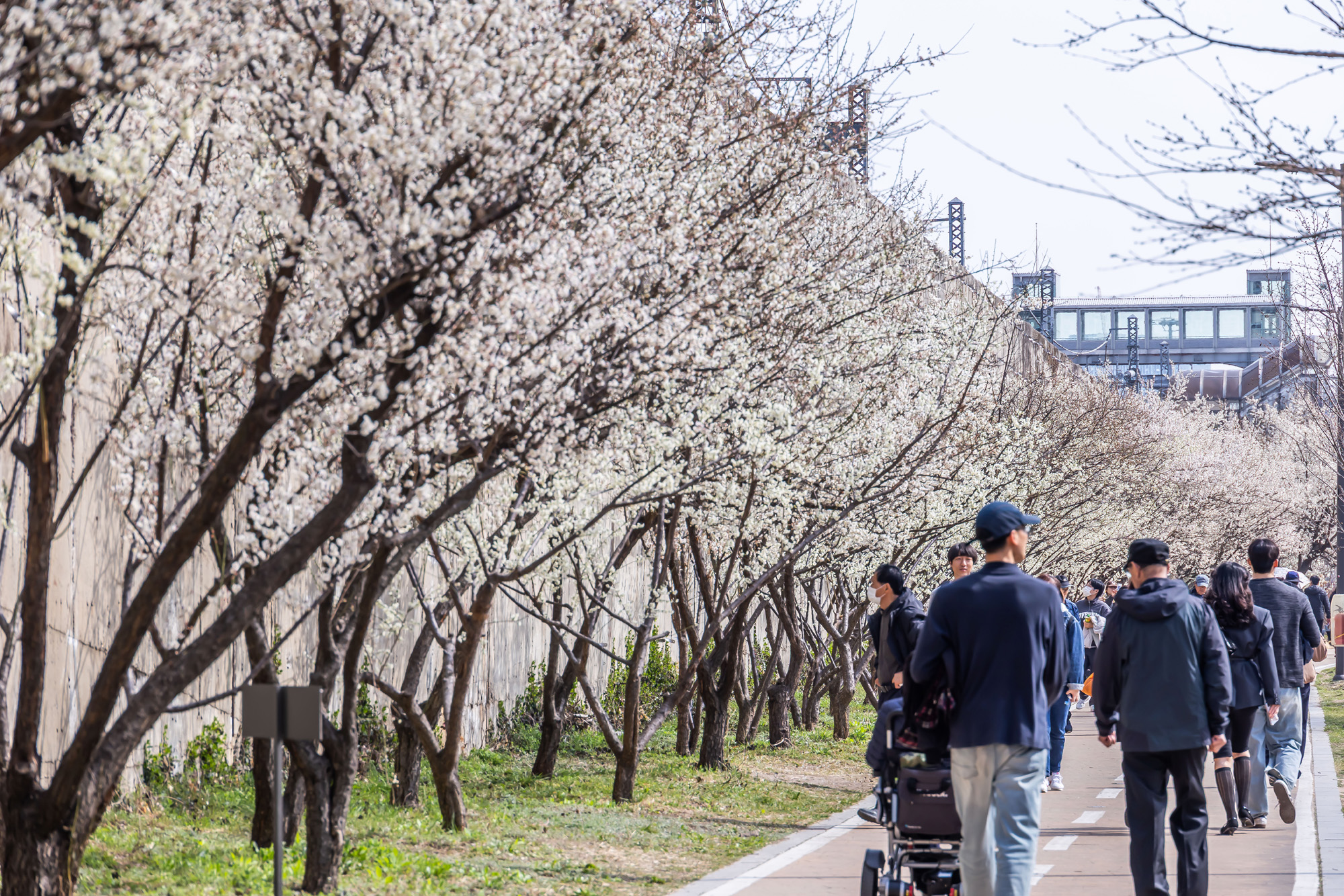 사회;계절;계절스케치;봄스케치;봄꽃;매화거리스케치;청계천하동매실거리;매화꽃