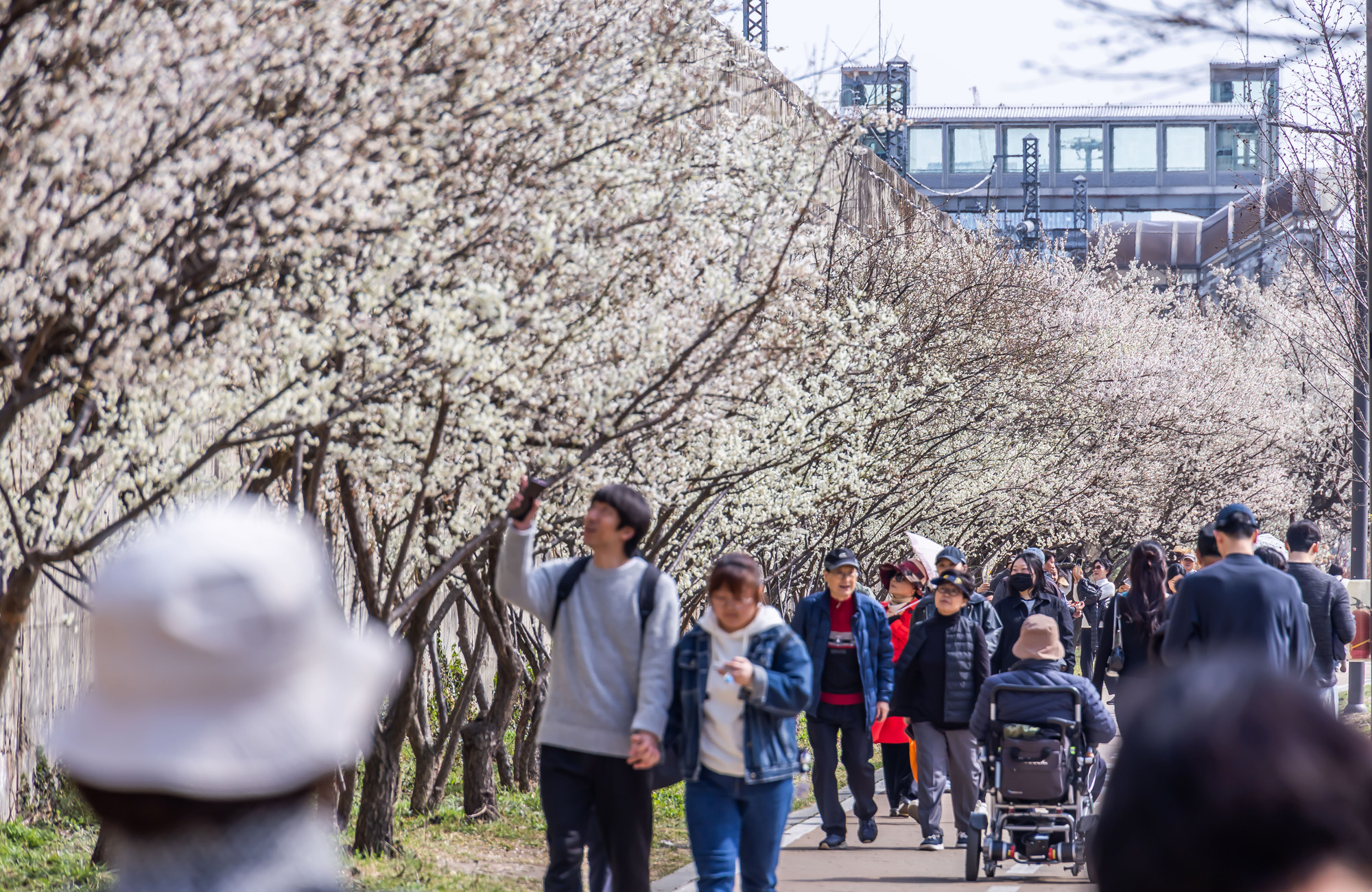 사회;계절;계절스케치;봄스케치;봄꽃;매화거리스케치;청계천하동매실거리;매화꽃